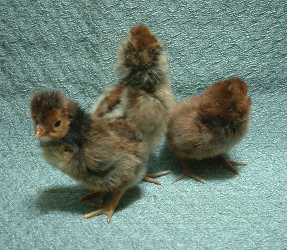 The chocolates! Left to right; Tolbunt split (gold laced) Polish, Easter Egger, and a 5 toed Easter Egger.