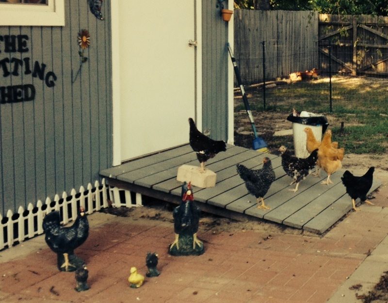 The chooks found out where the feed is stored