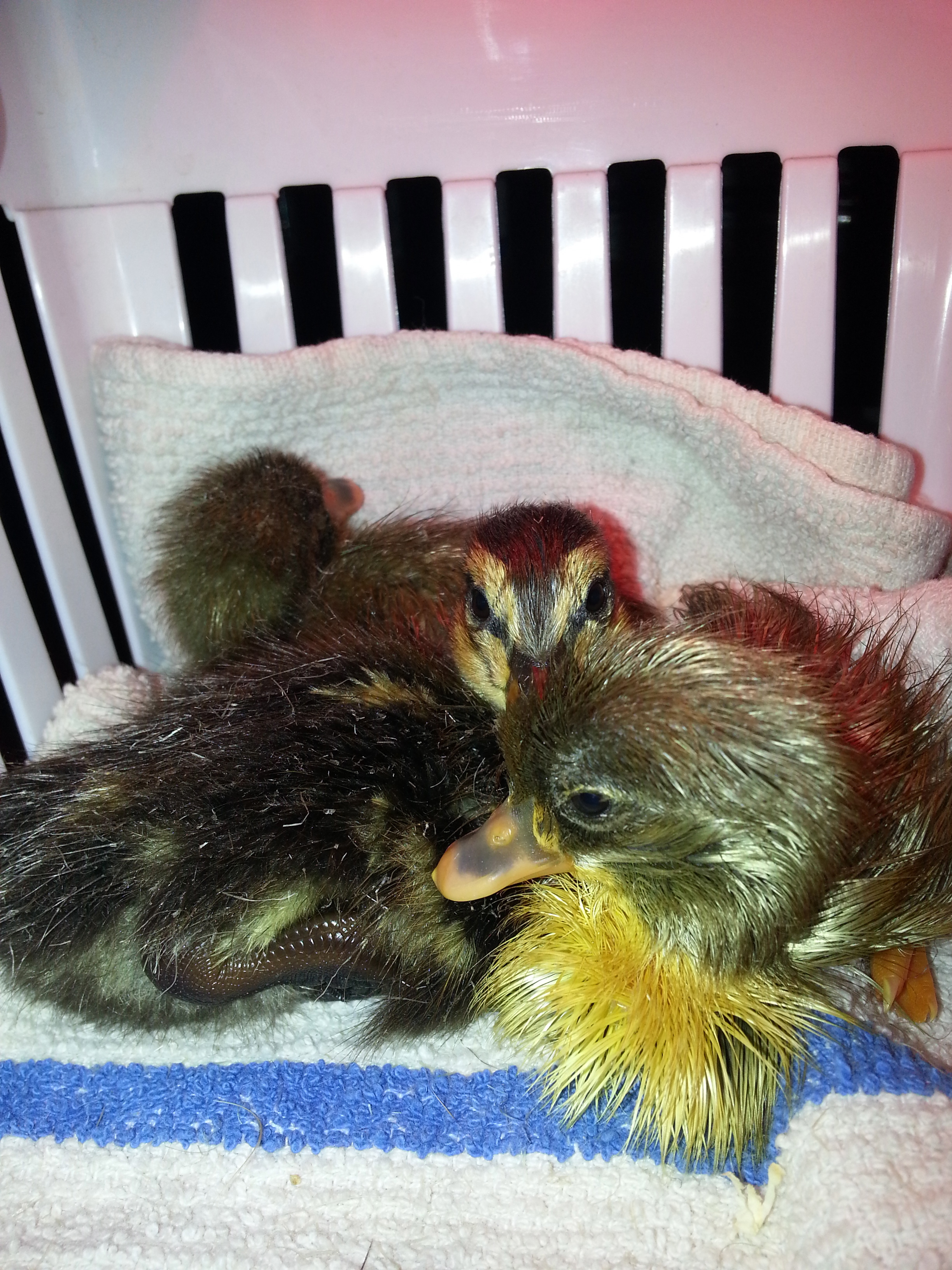 The closest one was the last of the three to hatch. We got a black on two days later.