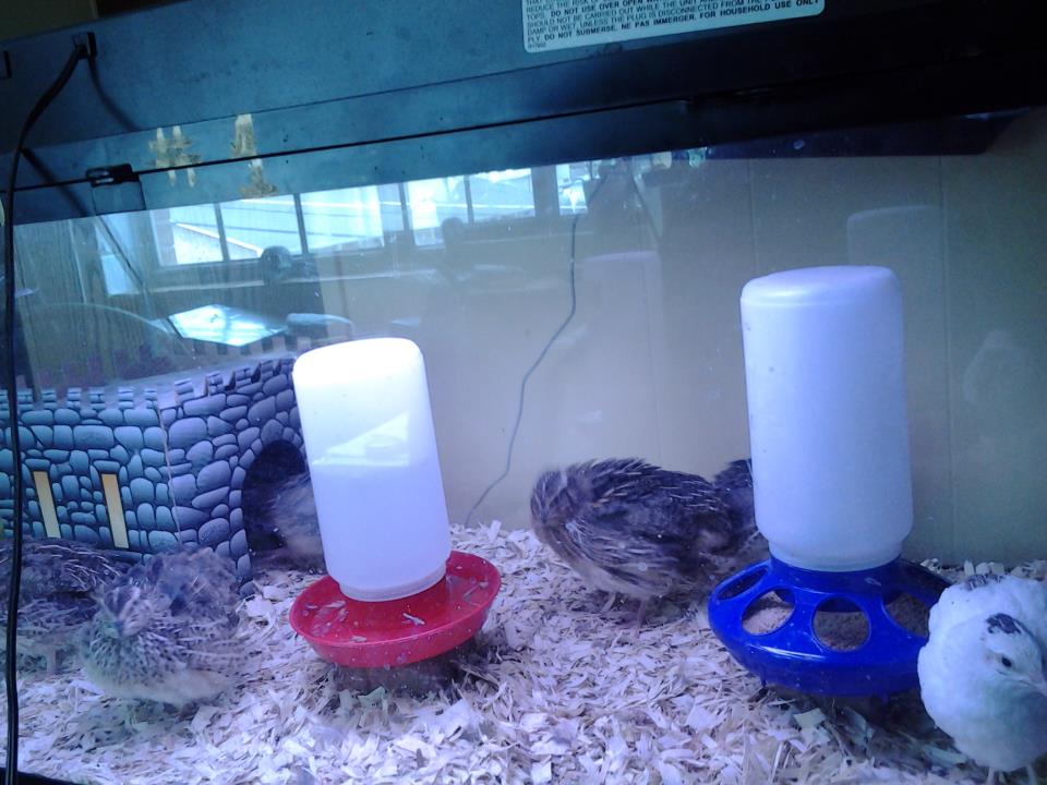 The closest to all six birds in one picture I could get with my phone! About four weeks old here.