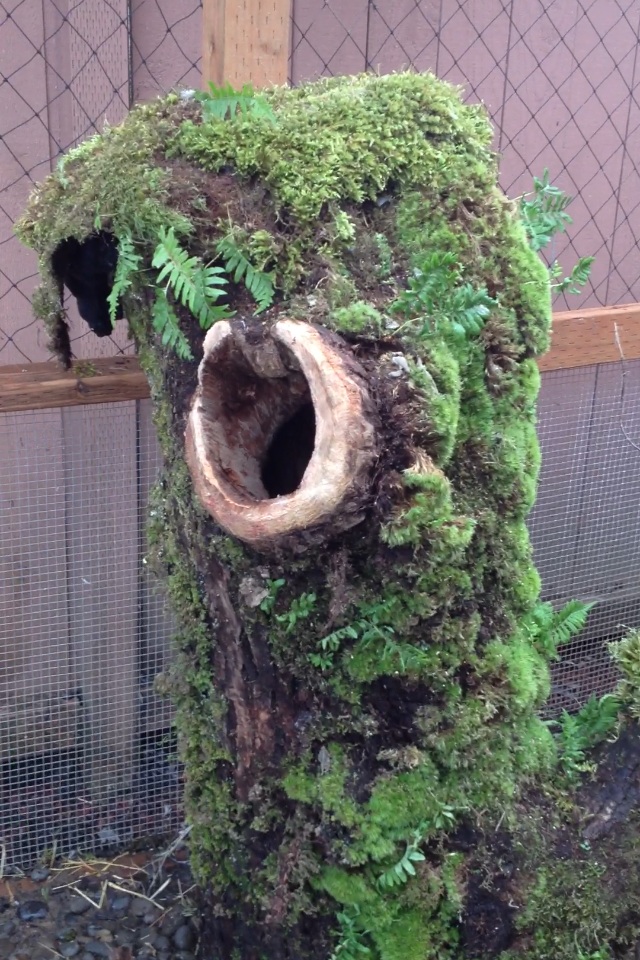 The closest to natural nesting cavity log one can ever get. :)
