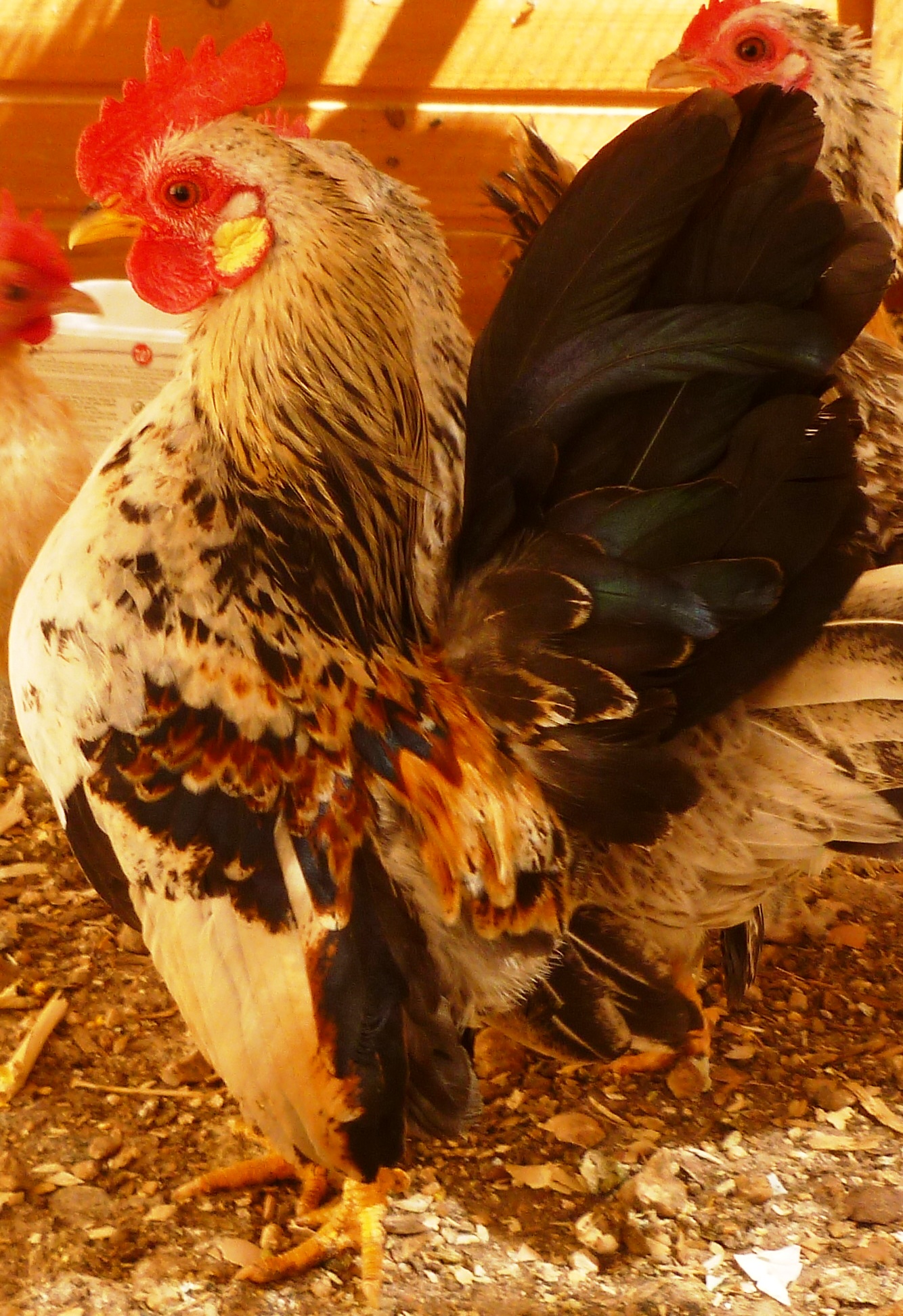 The cock of the rock...This is the current breeding roo in the coop...This Micro 9.7 ounce Golden Duckwing Cock..2012 chick.is sire to all the 2013 chicks. He will be replaced late October by the "Paint" Micro Cockreil...