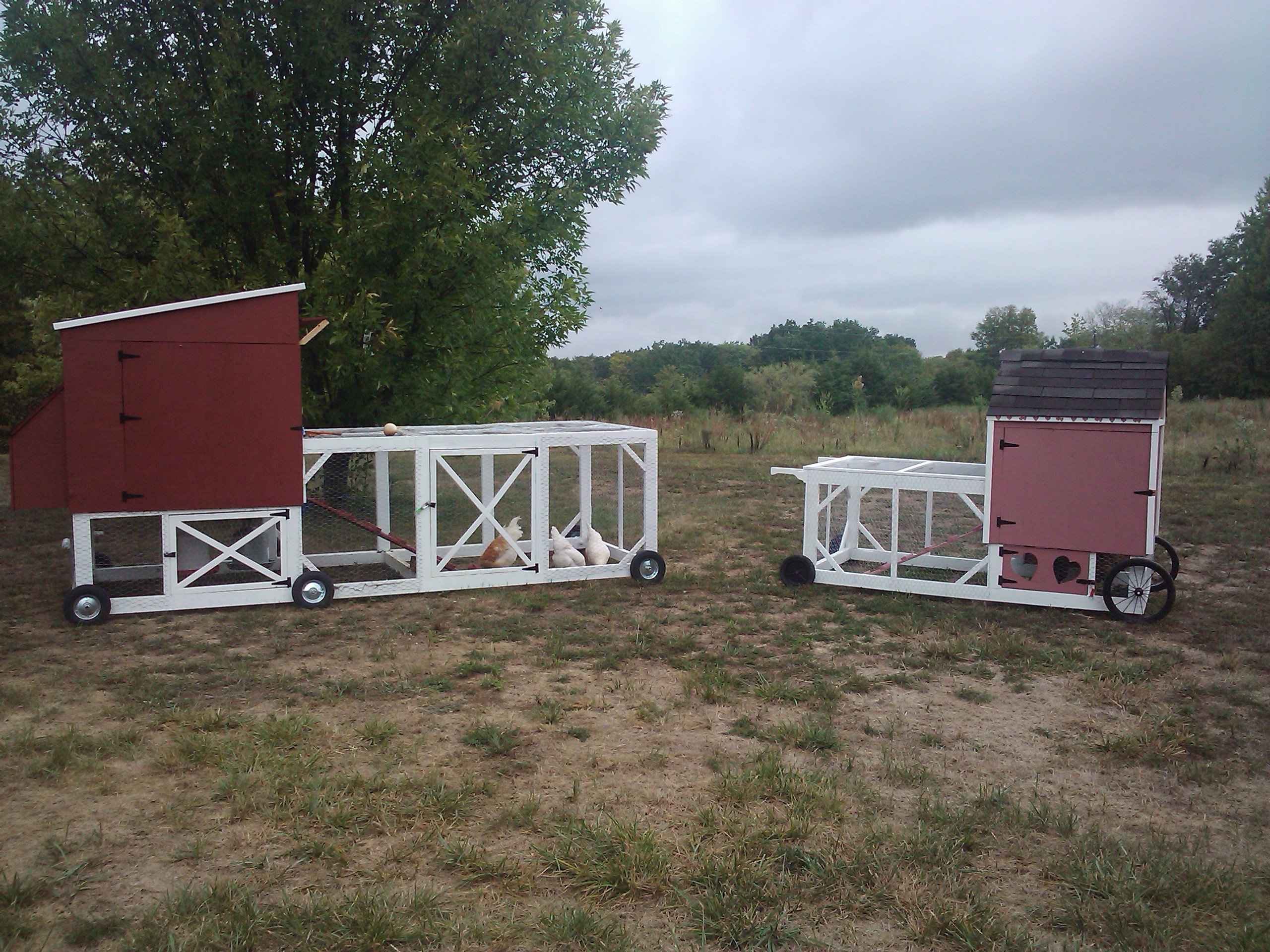 The comparison between out Bantam coop and our standard coop BackYard
