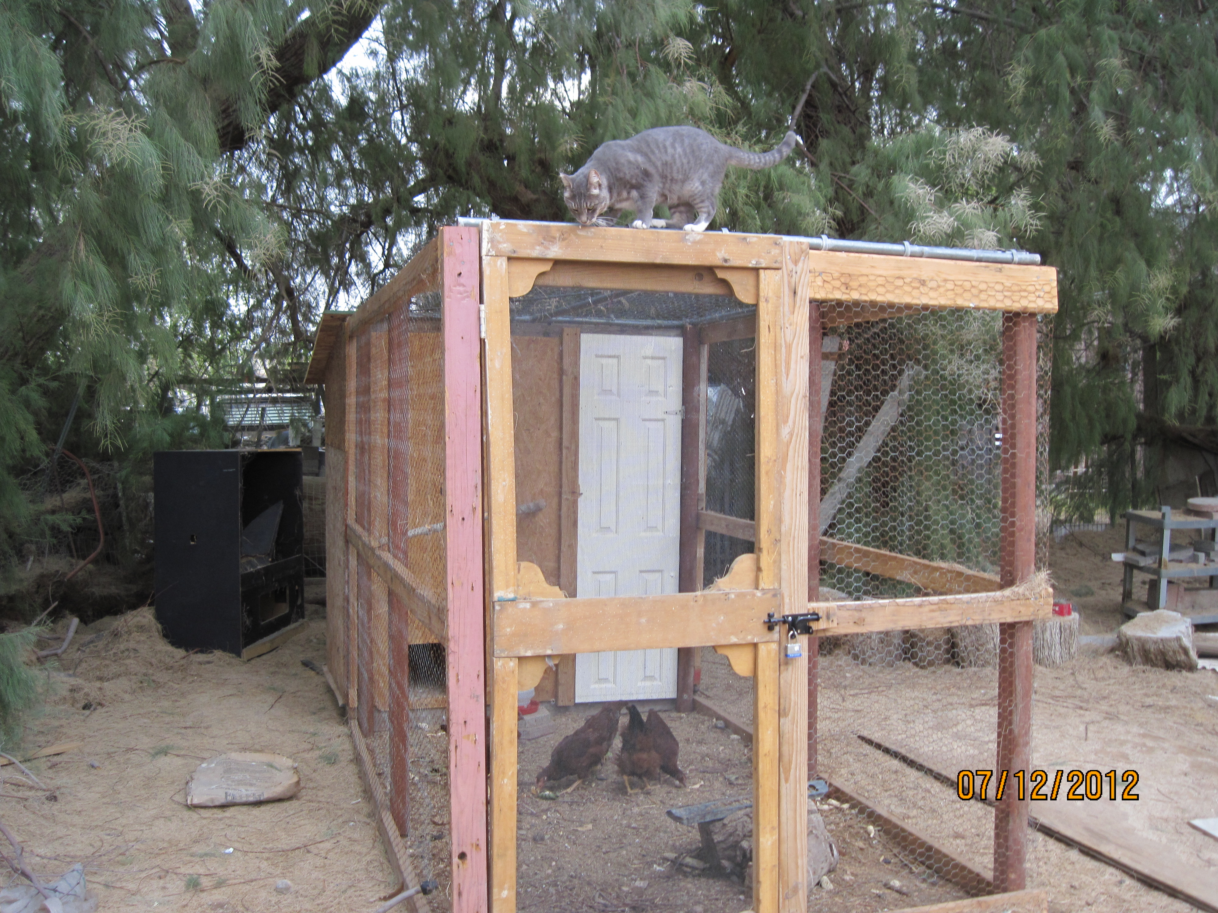 The coop and run with our cat Tiger on top! Chickens chase him!!!!