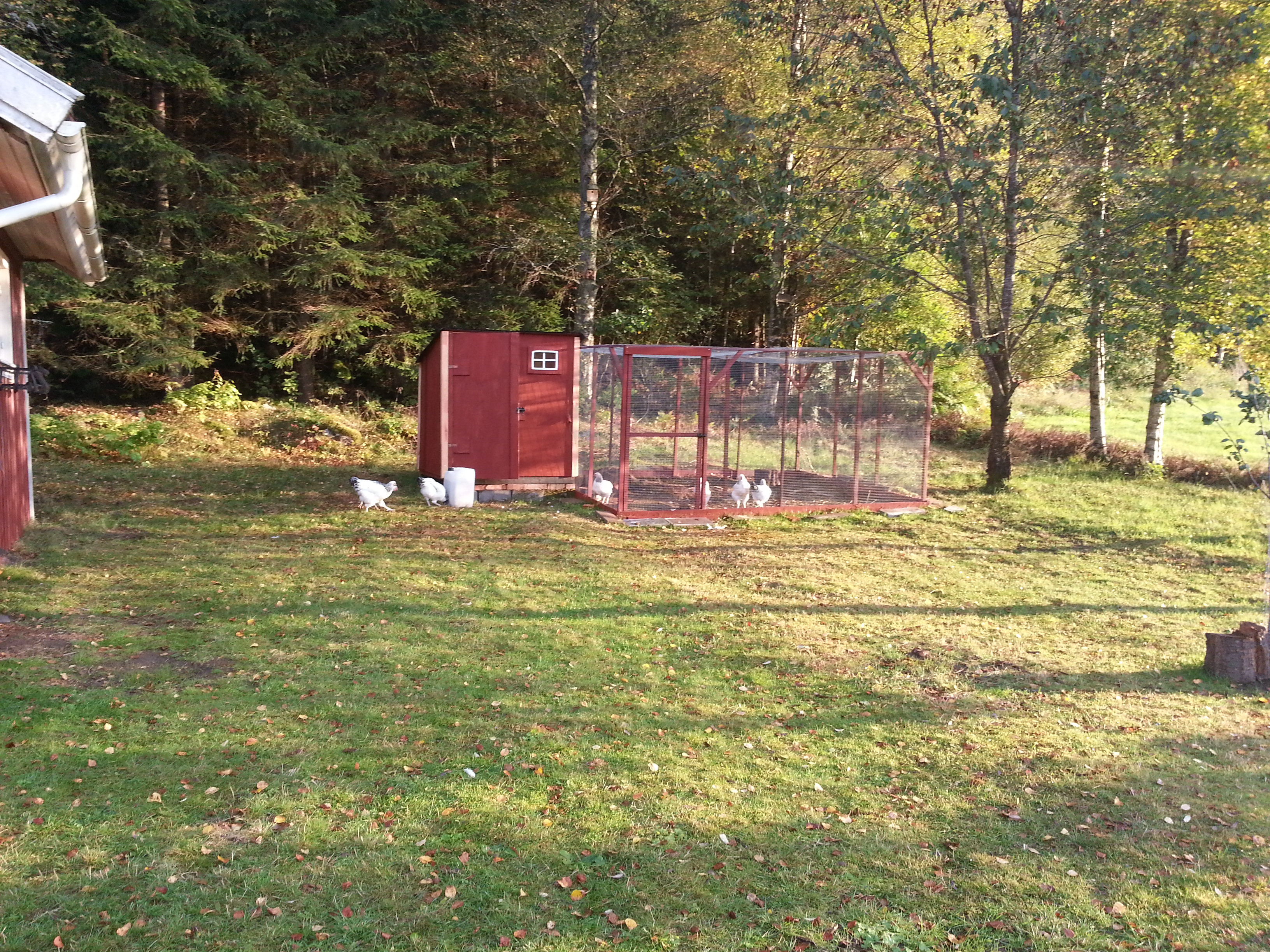 The coop and run.