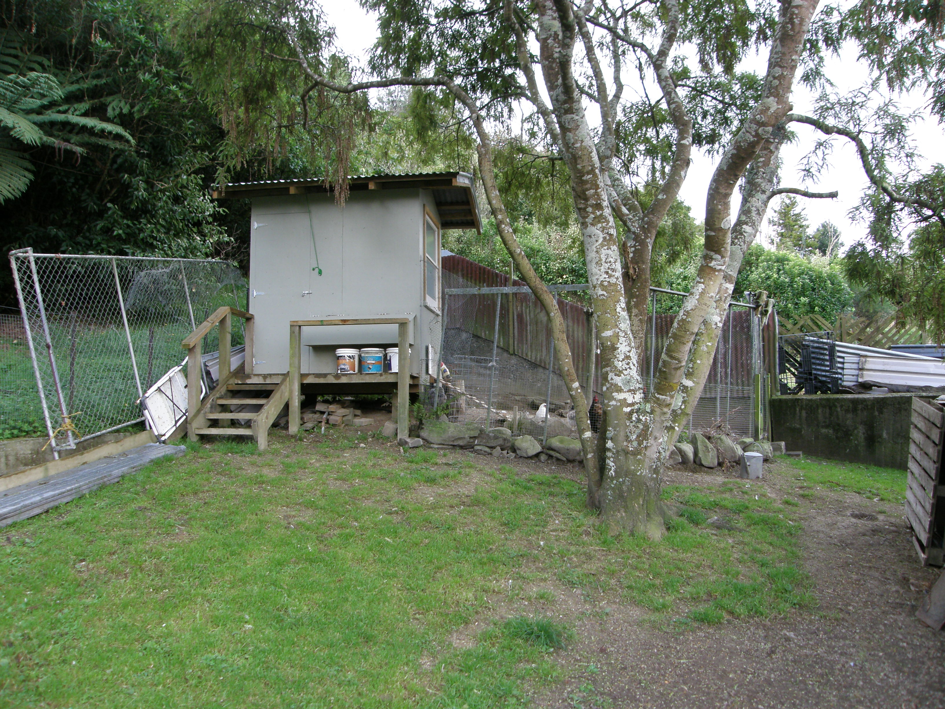 The coop at the end of our garden built mostly by Josh our young neighbor after I asked him to over see me doing it.