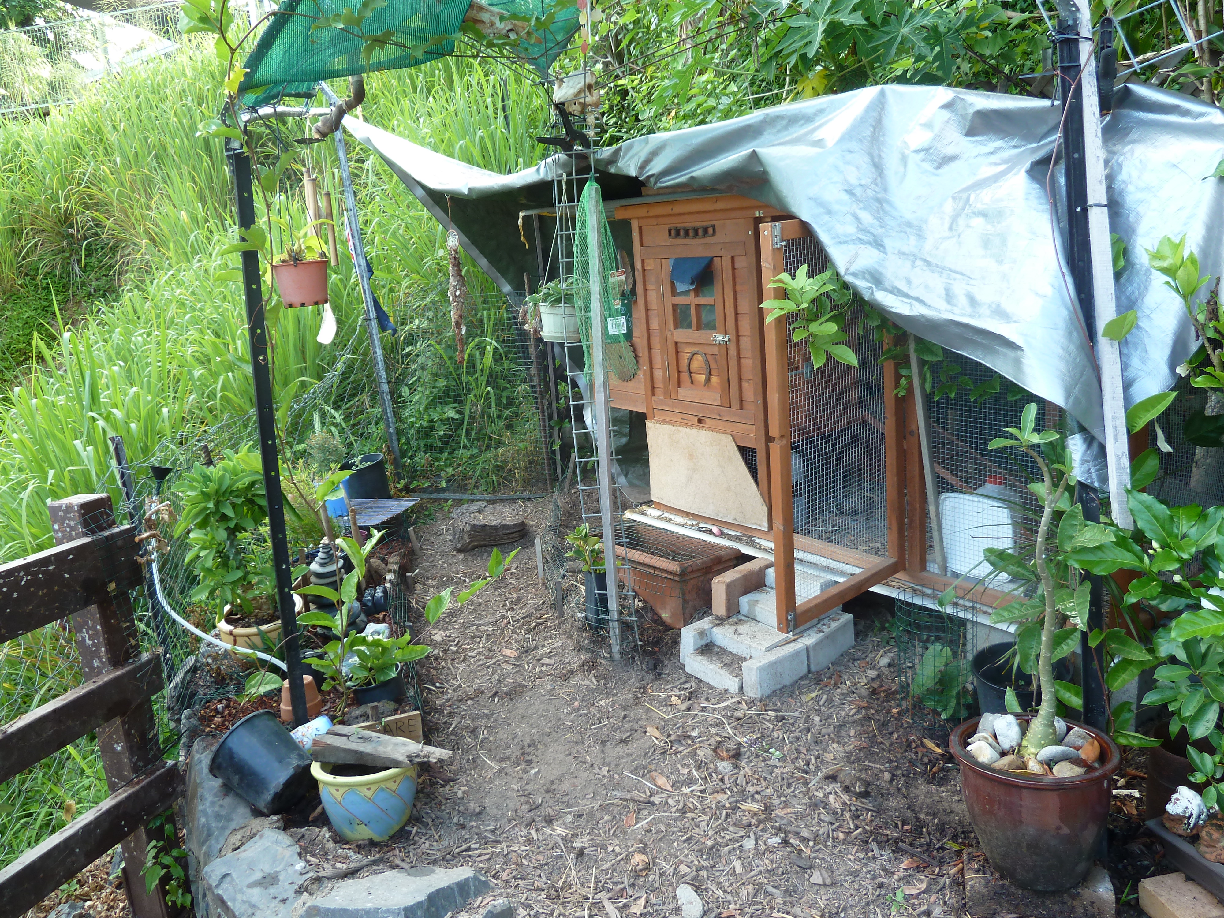 The coop at the start of 2011. At the base of each metal peg we planted a passion-fruit vine which we were hoping would cover the top.