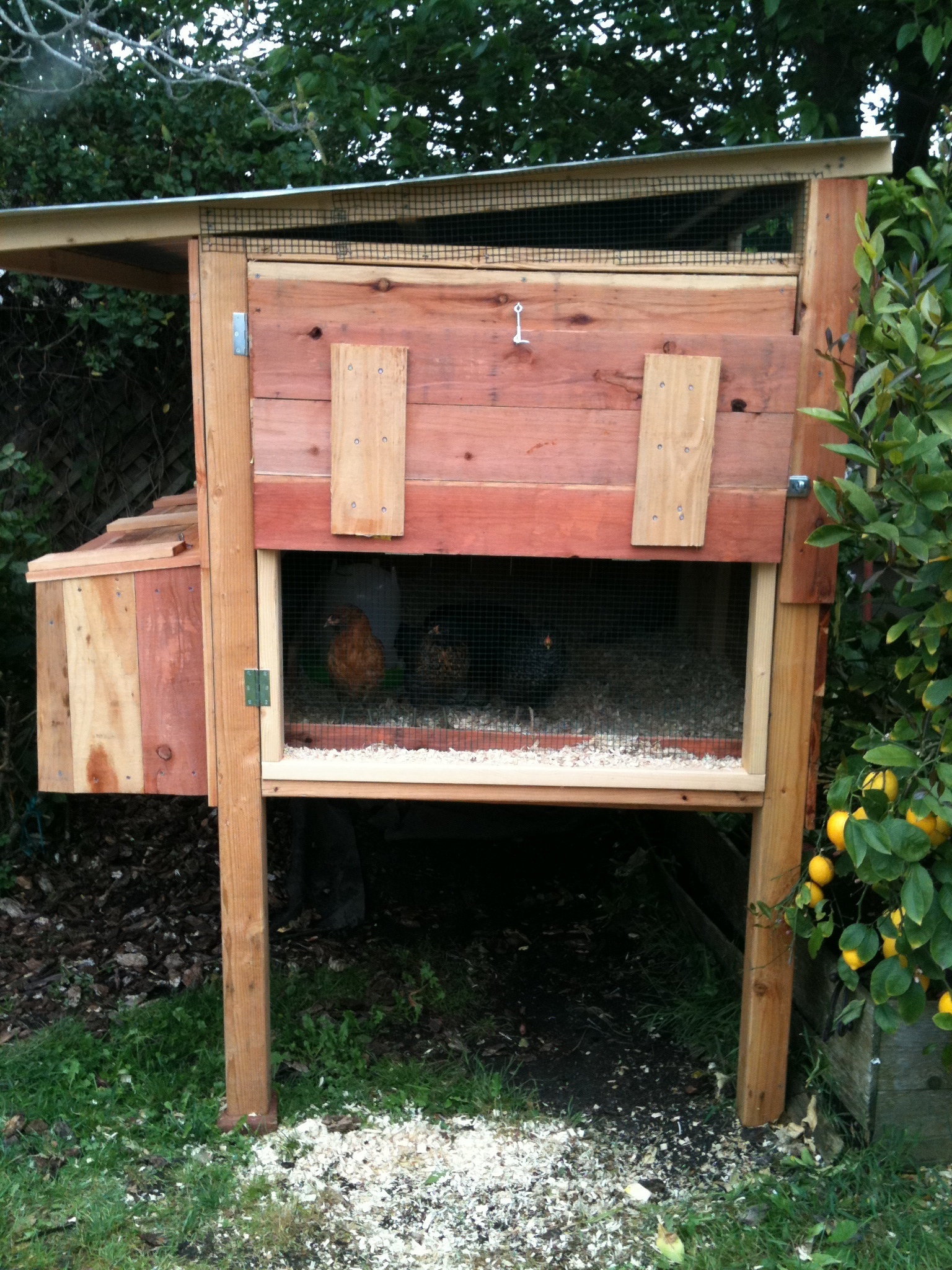 the coop before the downstairs was finished