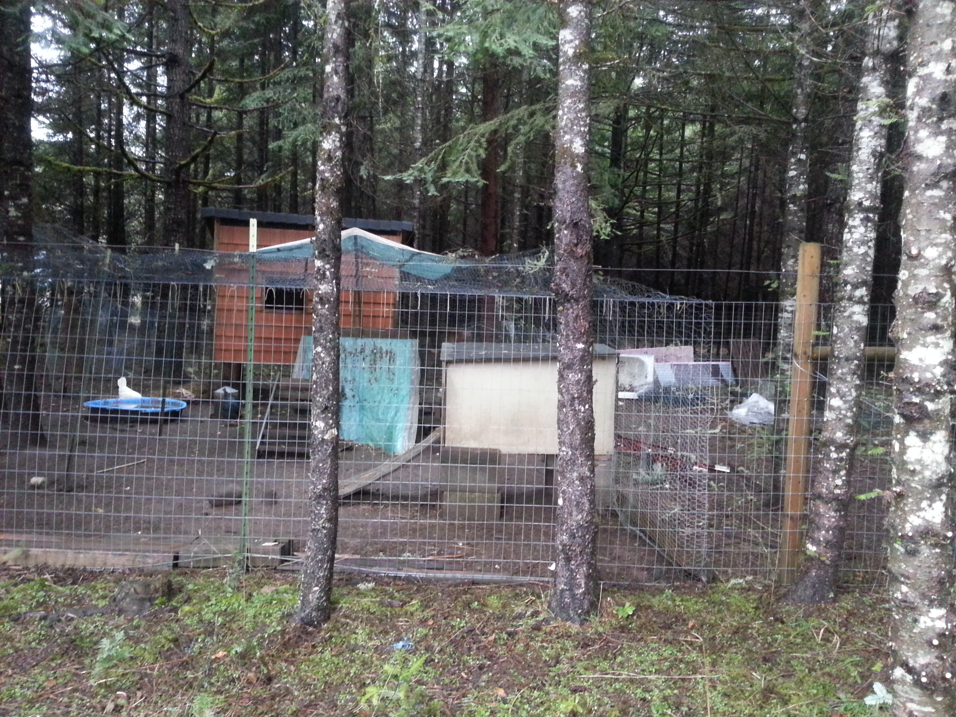 The coop got flooded and is now just a mud pit. poor guys, all the straw in the world wouldnt help right now. Ive tried, it just gets washed out and gross.