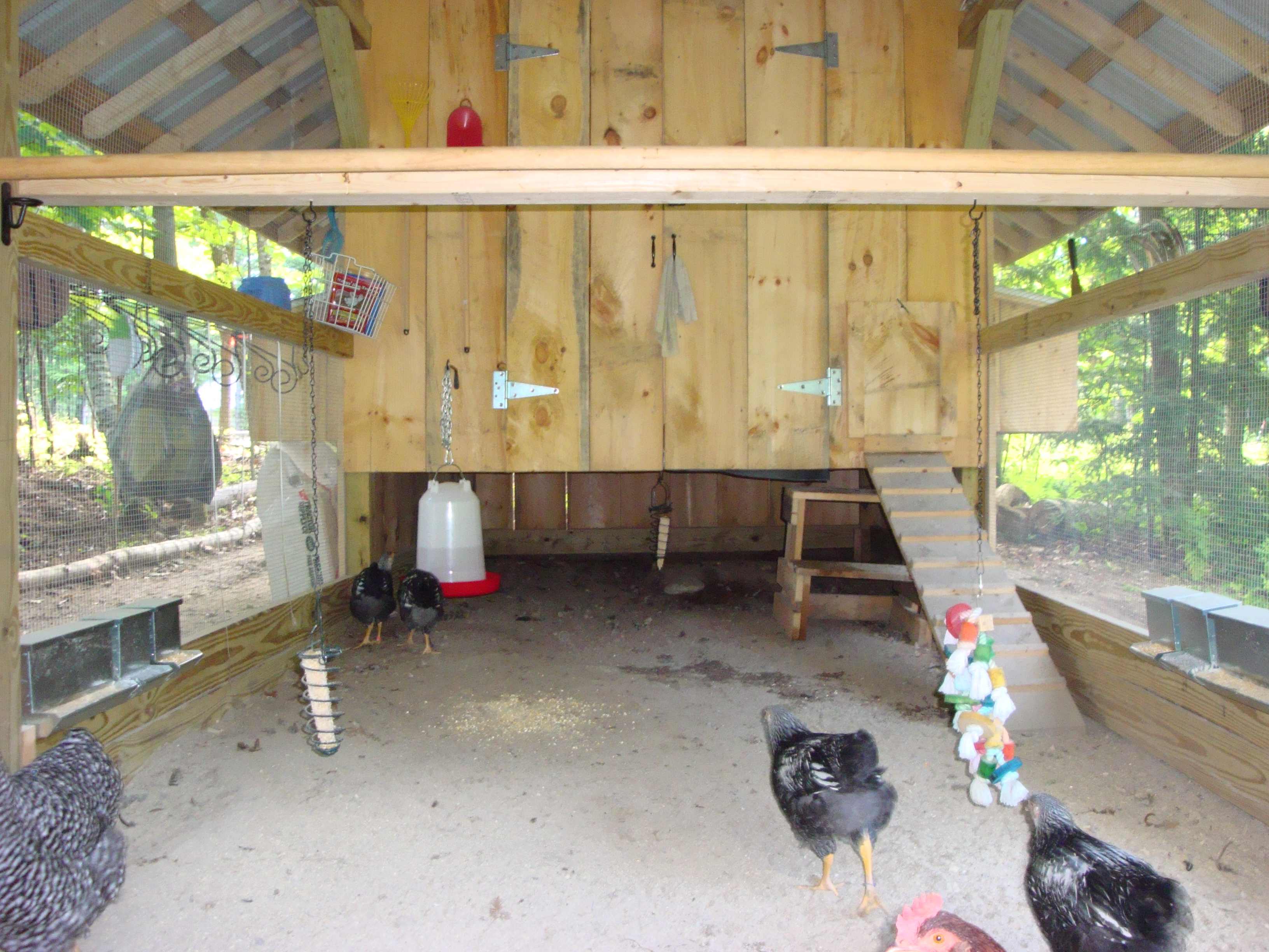The coop is 8 square and 8 high in the center with external nesting boxes. The run itself is 8 x 16, but they also have full access under the coop, which gives them ground room of 8 x 24.
Including my Guineas, I have a total of 22 birds.