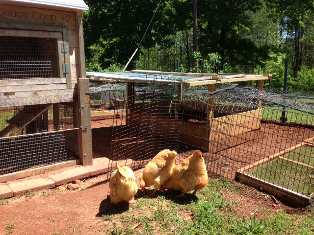 The coop is placed on 1x1 stepping stone floor (to protect from digging creatures) and flooring material inside the coop is sand.  The cover between the coop and compost bin is hinged so I can prop up for easy access and it has a removeable heavy plastic cover for shade and rain/snow protection.