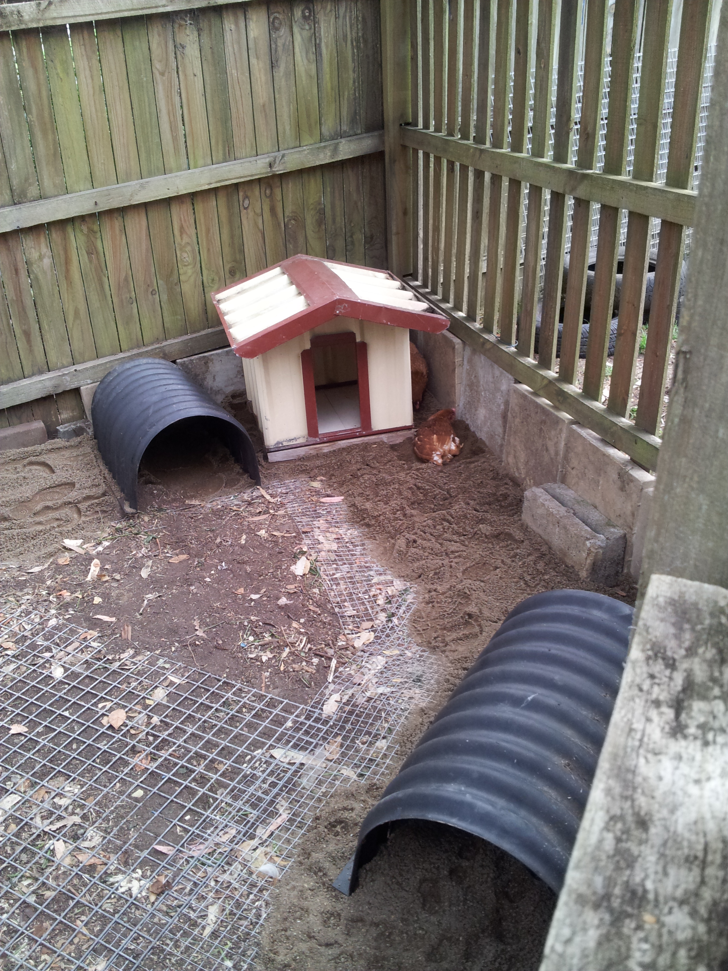 The coop is starting to come together. Due to having foxes in the area I have placed wire meshing on the floor of the coop and lined the edges of the fence with pavers. The roof will be going up tomorrow and I am very happy with the progress made so far.