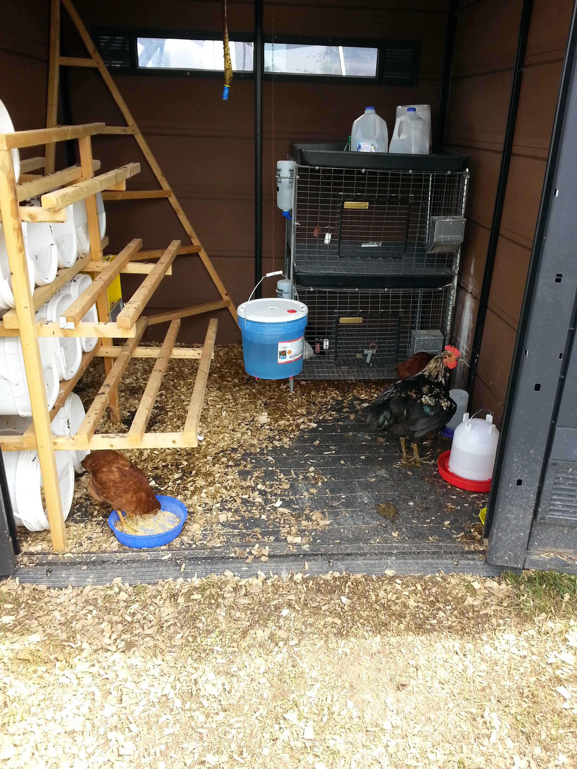 the coop which was a shed to begin with.