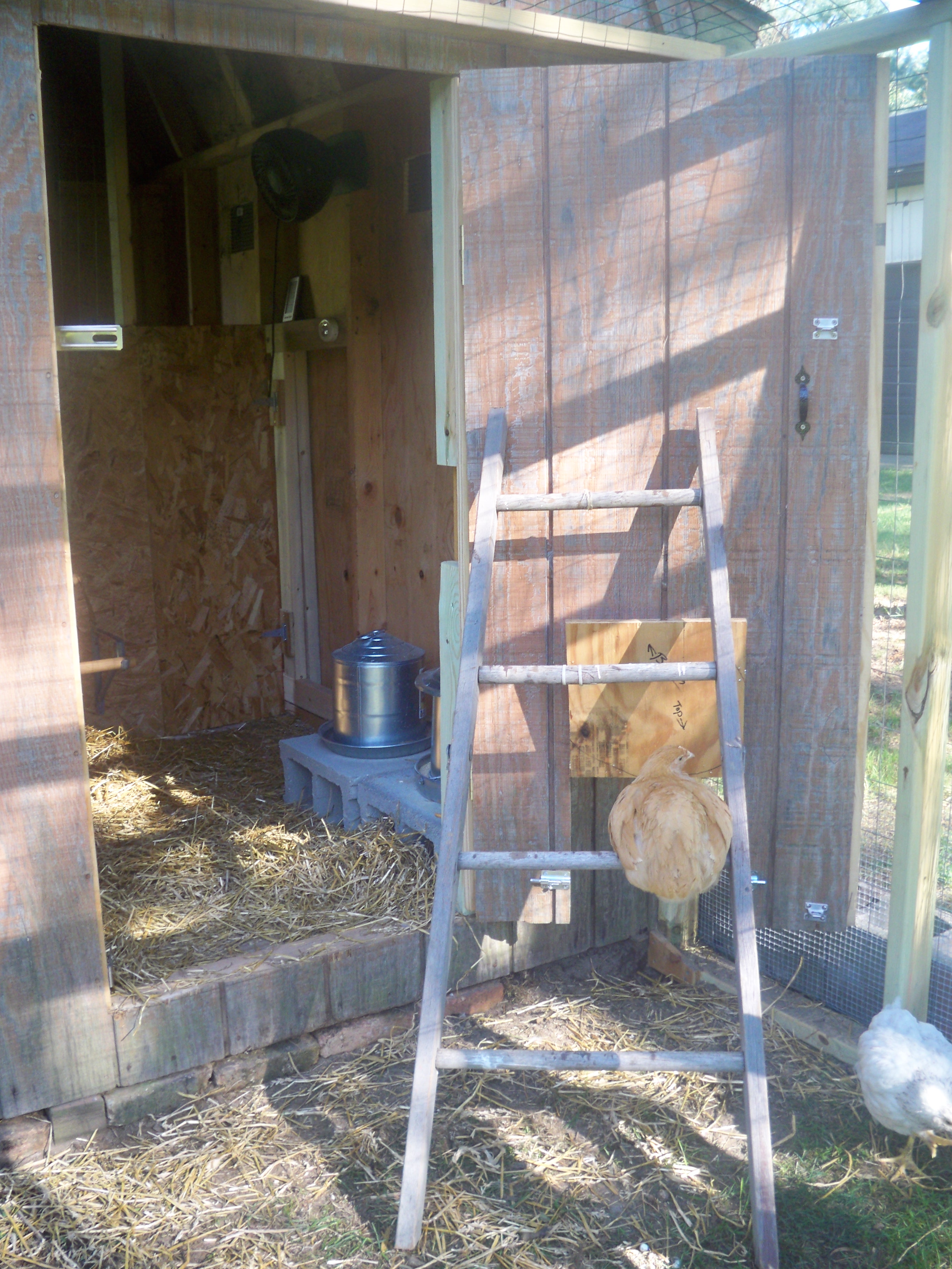The Coop