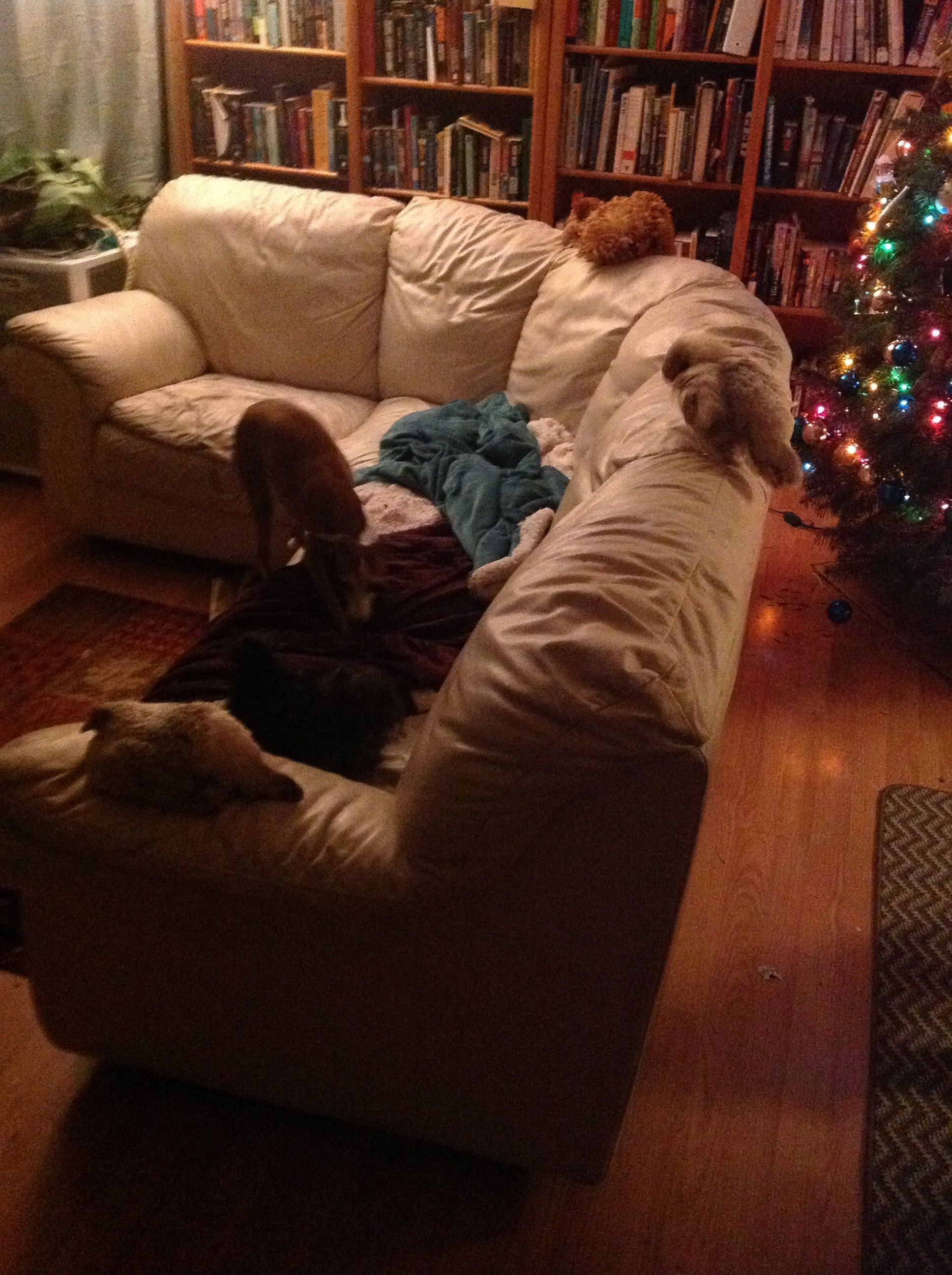 "The couch has finally accepted us as its own. If you put us to bed now, we will lose its trust."