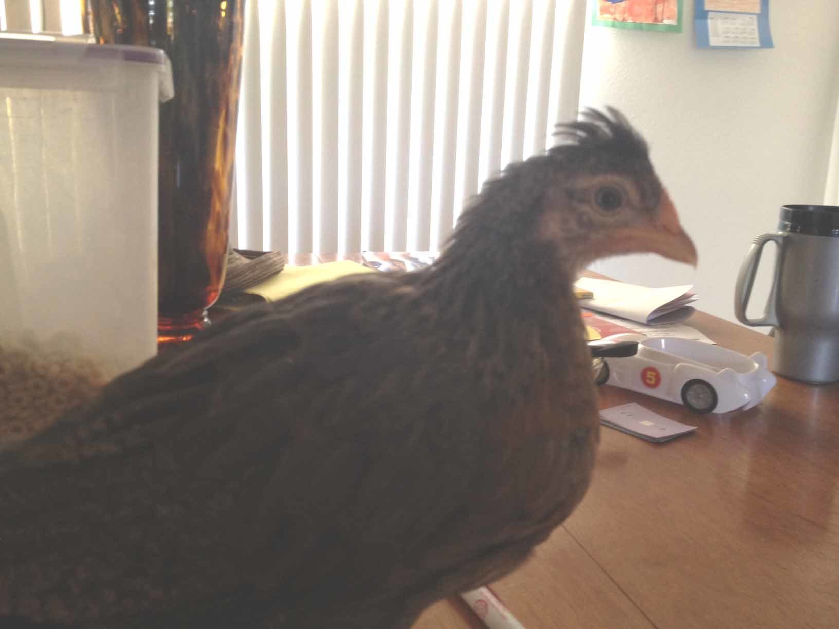 The cream legbar hen