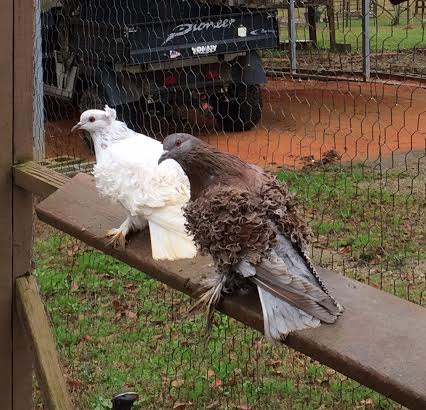 The crested is a hen and the ash red is a cock