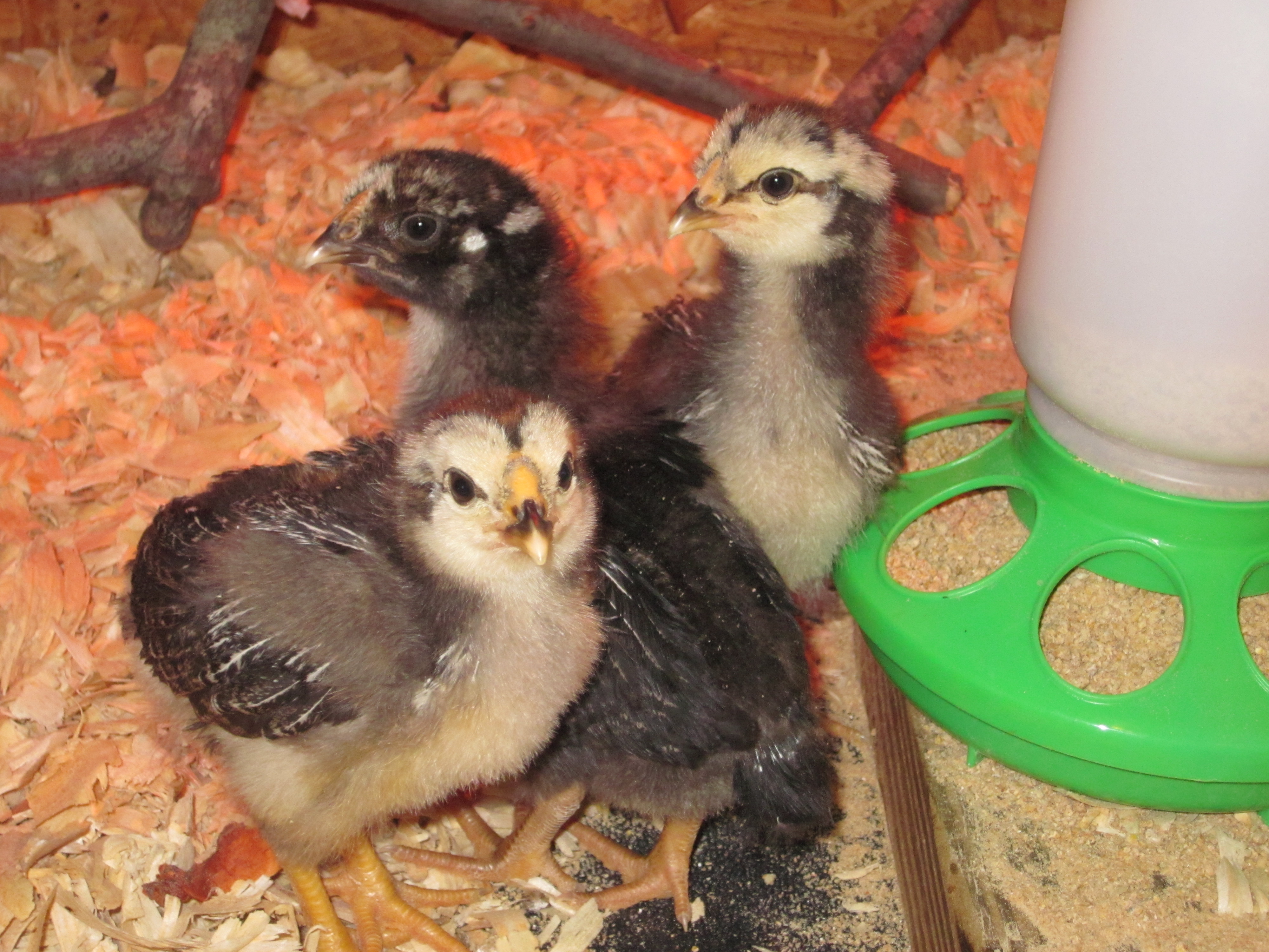 The crew at 2 weeks old.