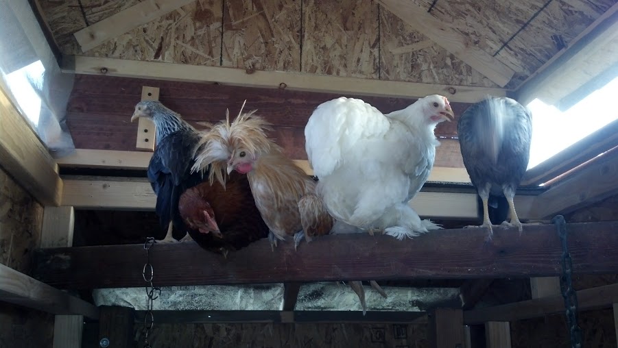 The crew on their roosting pole
