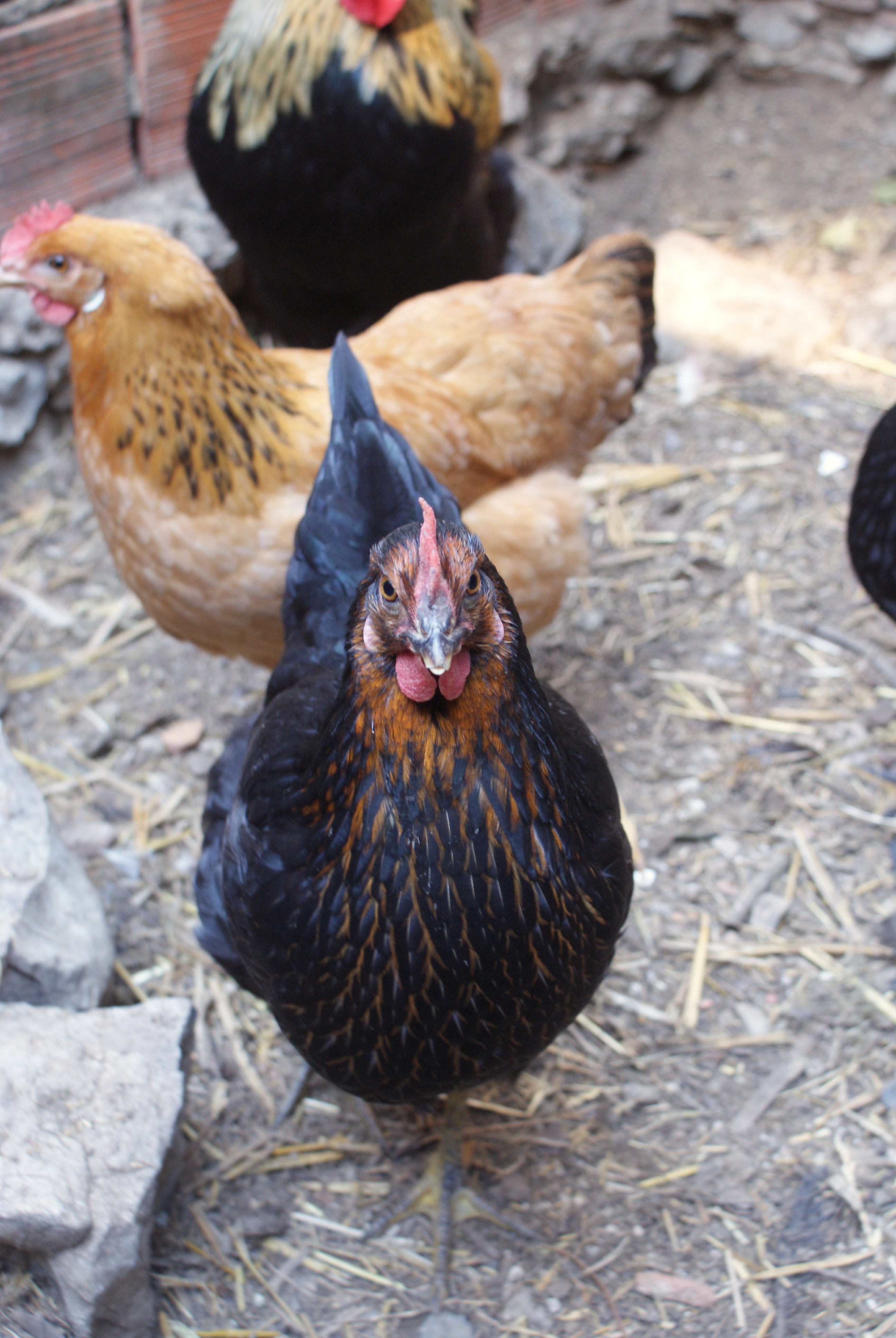 "The Culprit" - Gertrud after getting caught snatching chayote leaves from the garden...