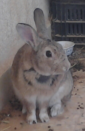 The dark patches is where he has pulled out longer hairs brearing darker, shorter undercoat.