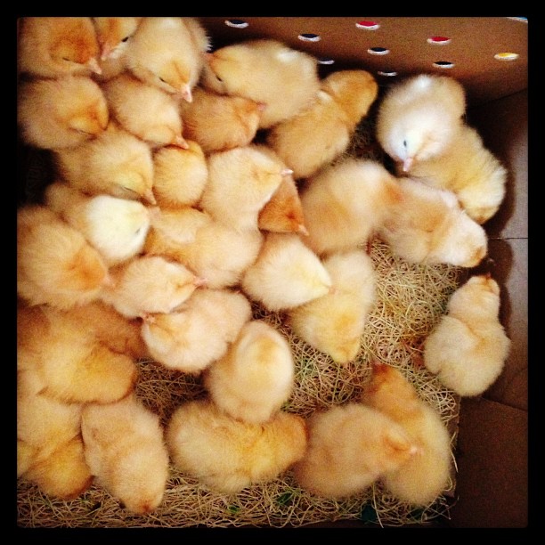 The day I brought them home!! There are 32 in this box, Half are my Mother in Laws.