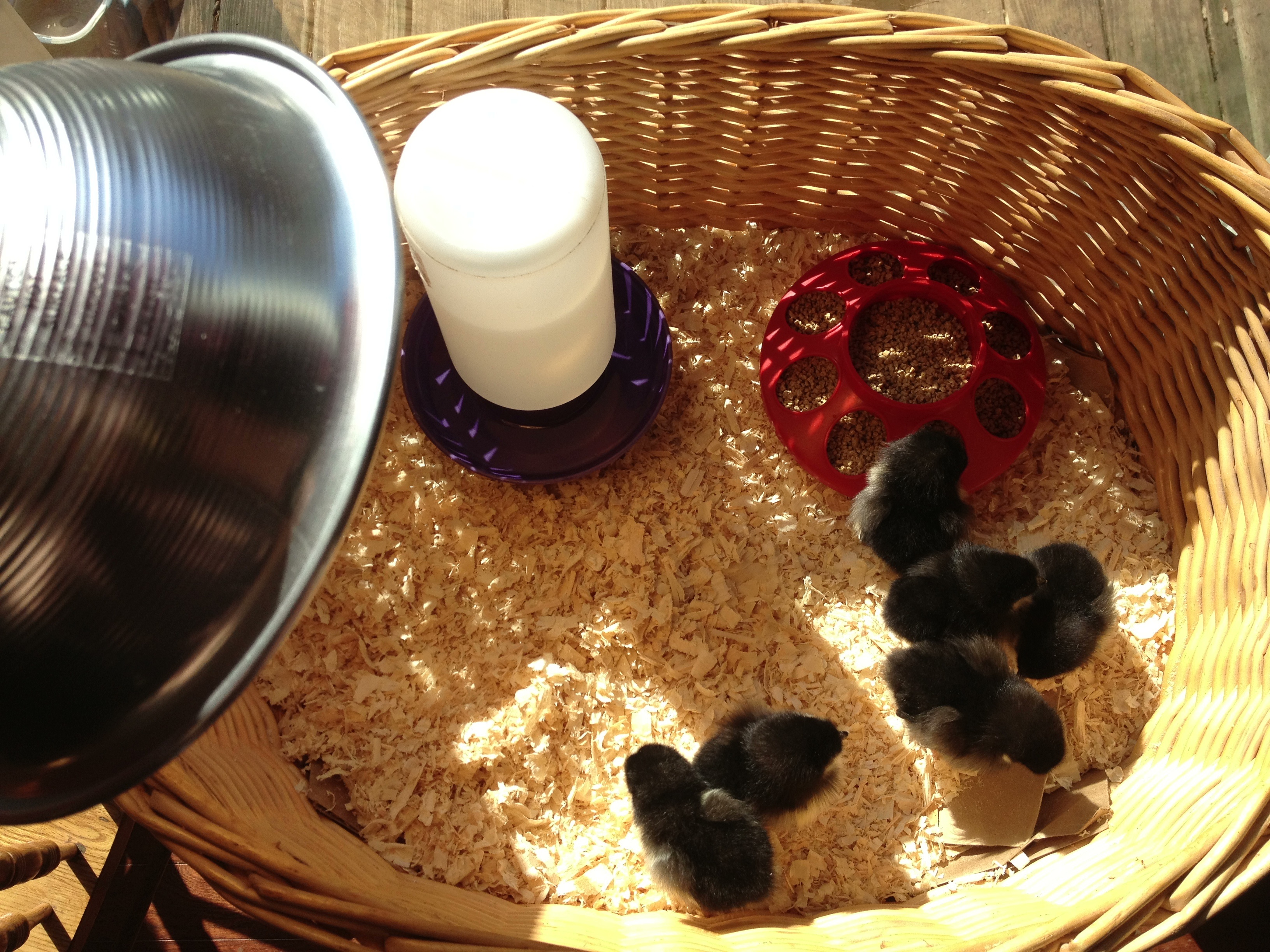 The day I brought them home :)