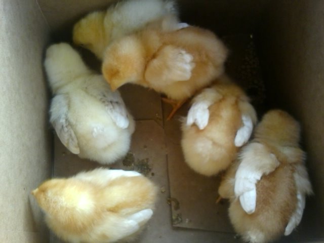 the day i got them 3/24/12