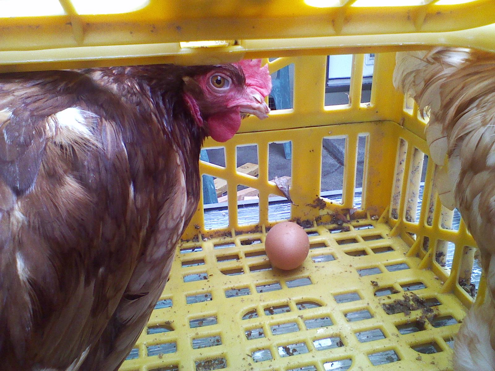 The day they arrived Rusty was so happy to see us she laid an egg right in the crate they came in!