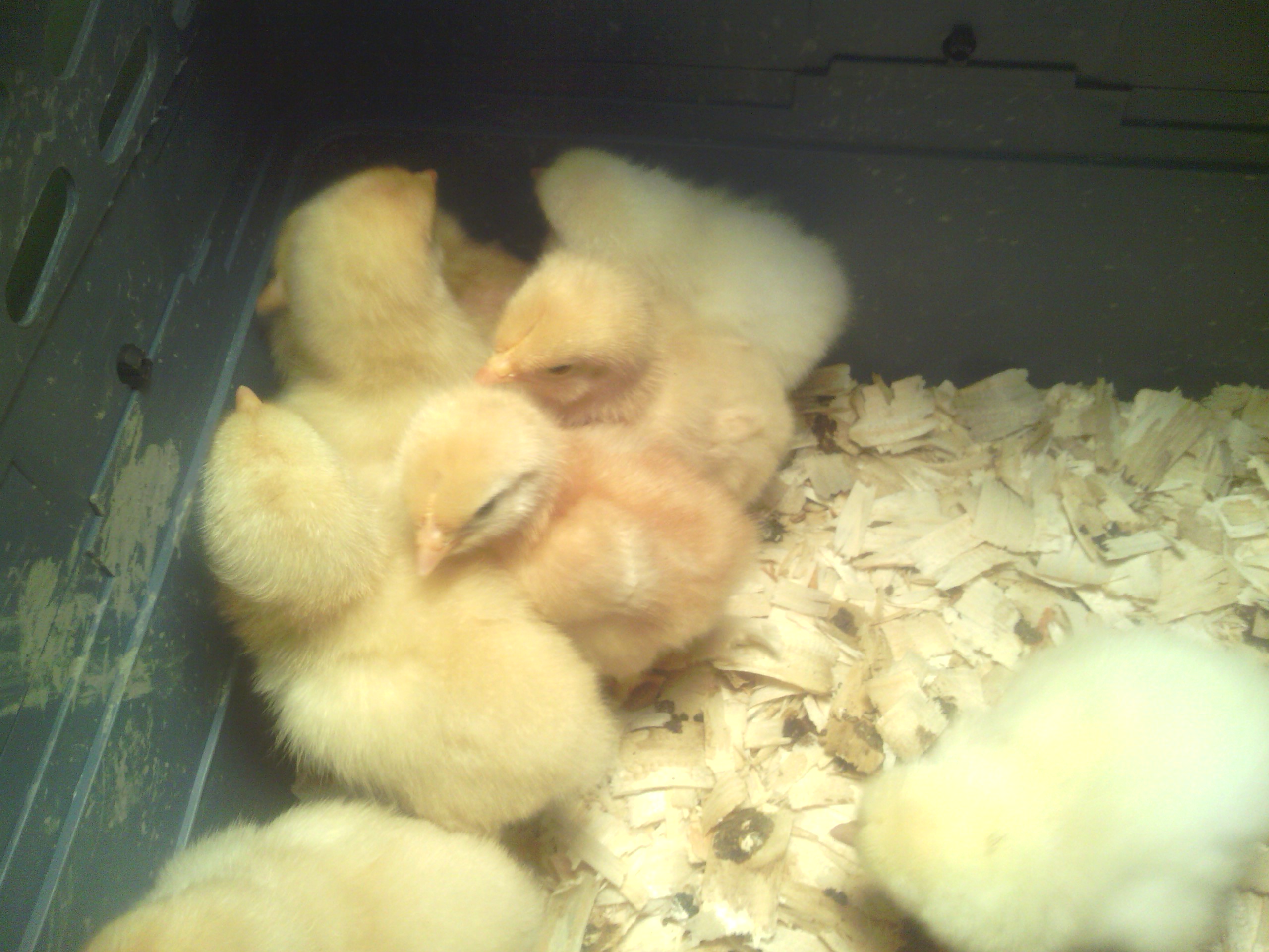 The day we got our biddies.