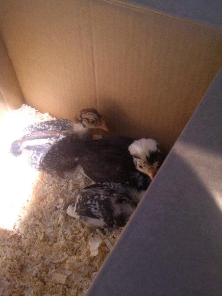 The day we picked up our chicks.
about 4 weeks old