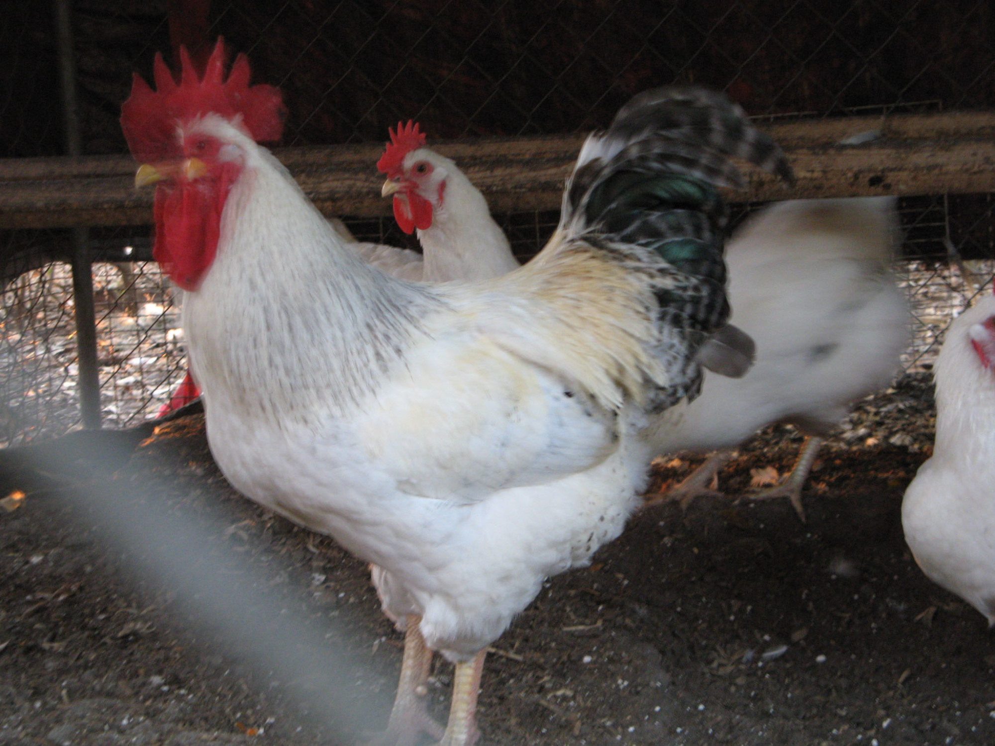 The Delaware rooster at 7 months.  He is the lowest ranking rooster in the flock, but is coming to his own in the breeding pen.