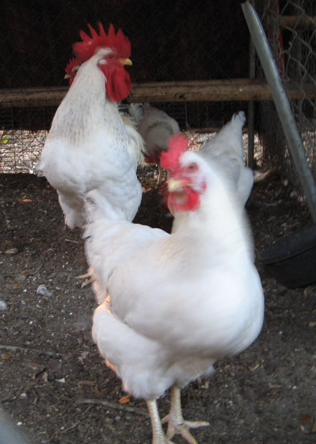 The Delawares at 7 months.  The pullets are laying daily and have developed good size.