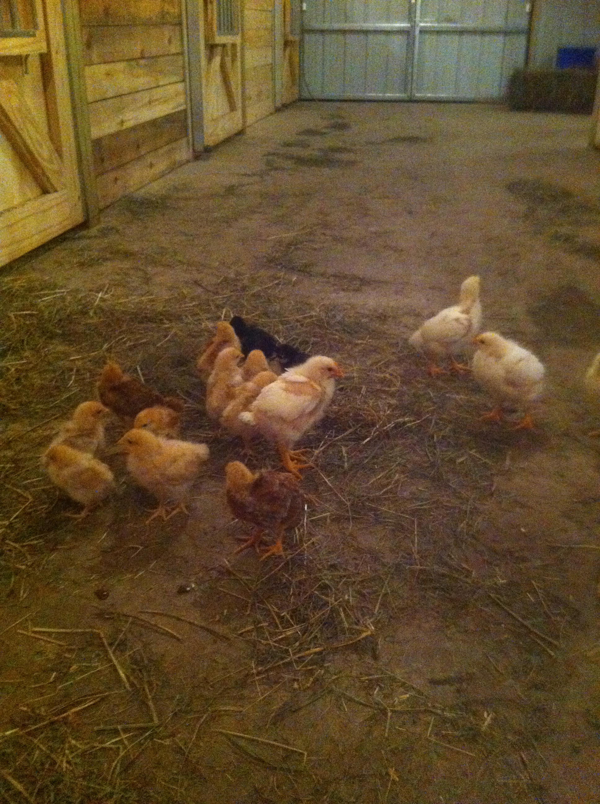 The difference in the size of the broilers vs. the layers is quite striking...