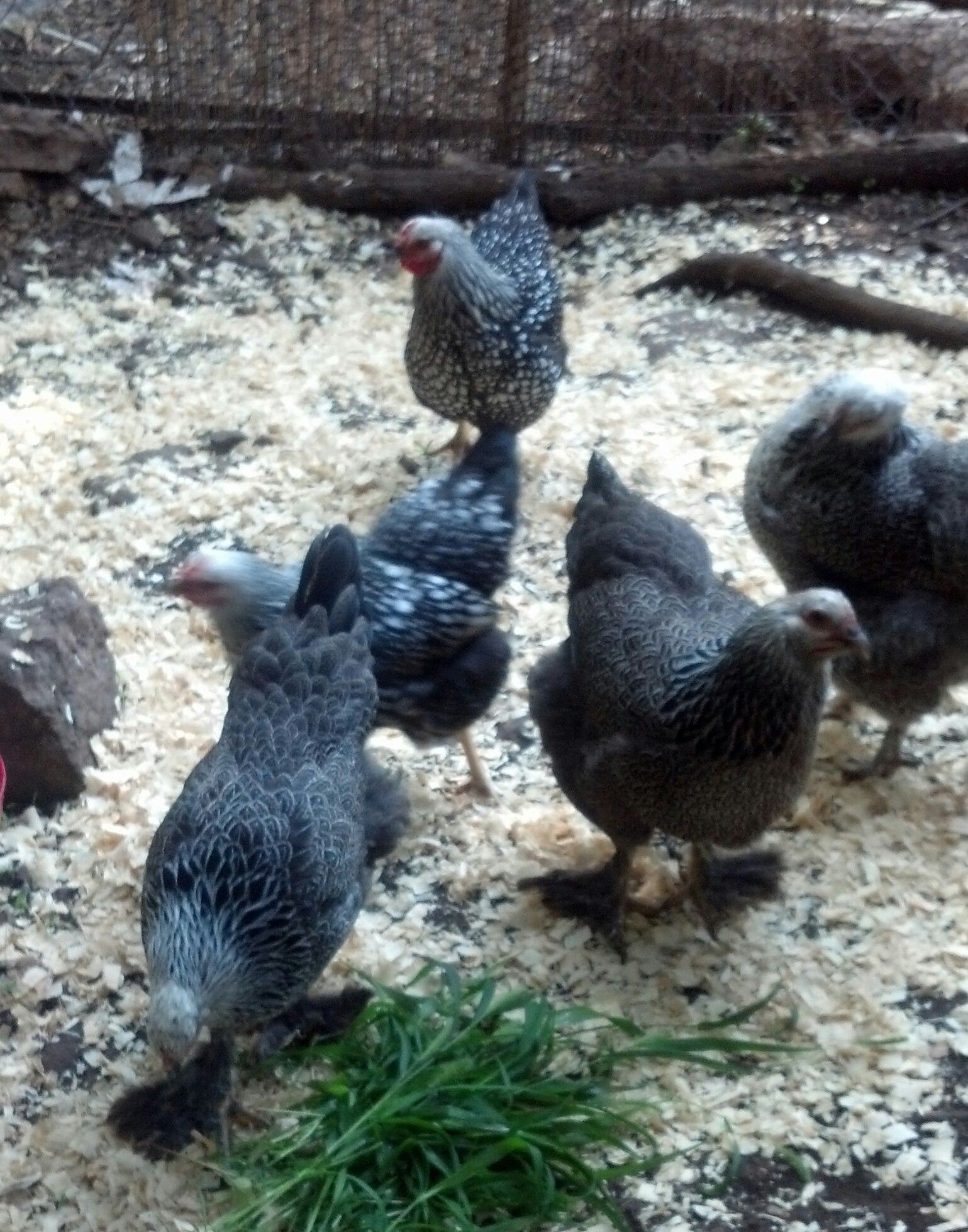 The Dixie chicks are 5 months now.  They are so big and beautiful.