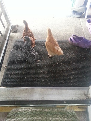 The dogs were away so the girls were free to roam while I cleaned the brooder.  They are so curious. Just walked right out the door like they owned the place.