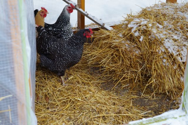 The door to the coop is open, but they have no intentions of coming out - ever since it snowed.