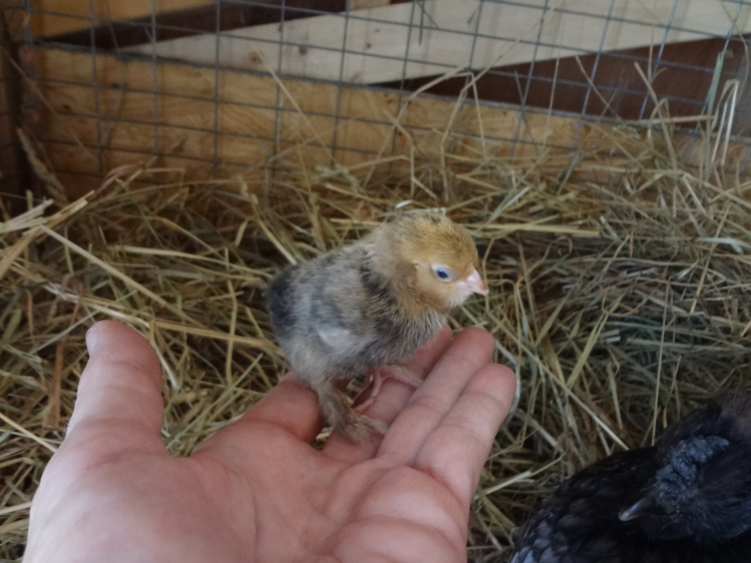 the d'uccle chick hatched by my broody hen