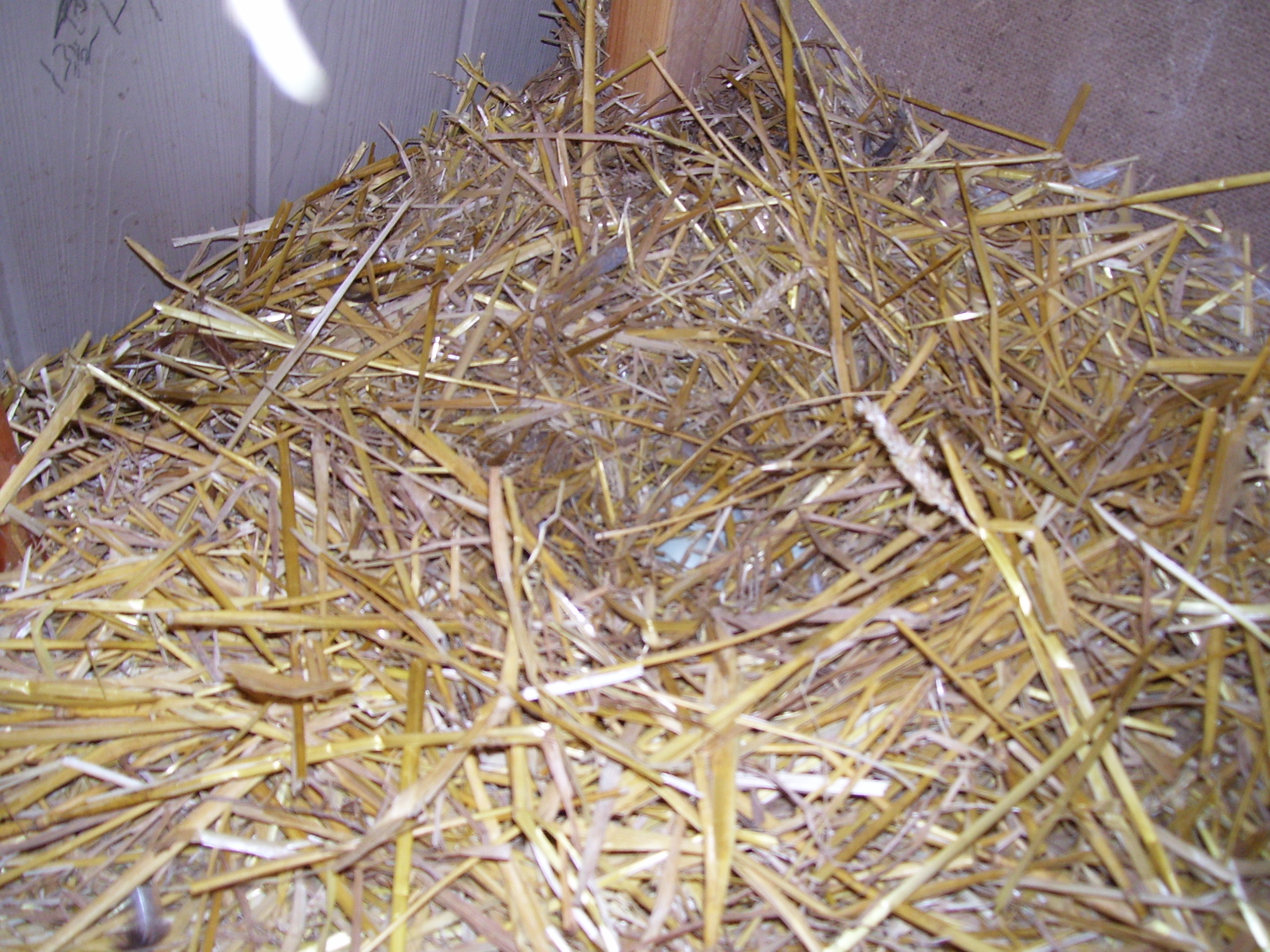 the duck eggs have been laid. c: