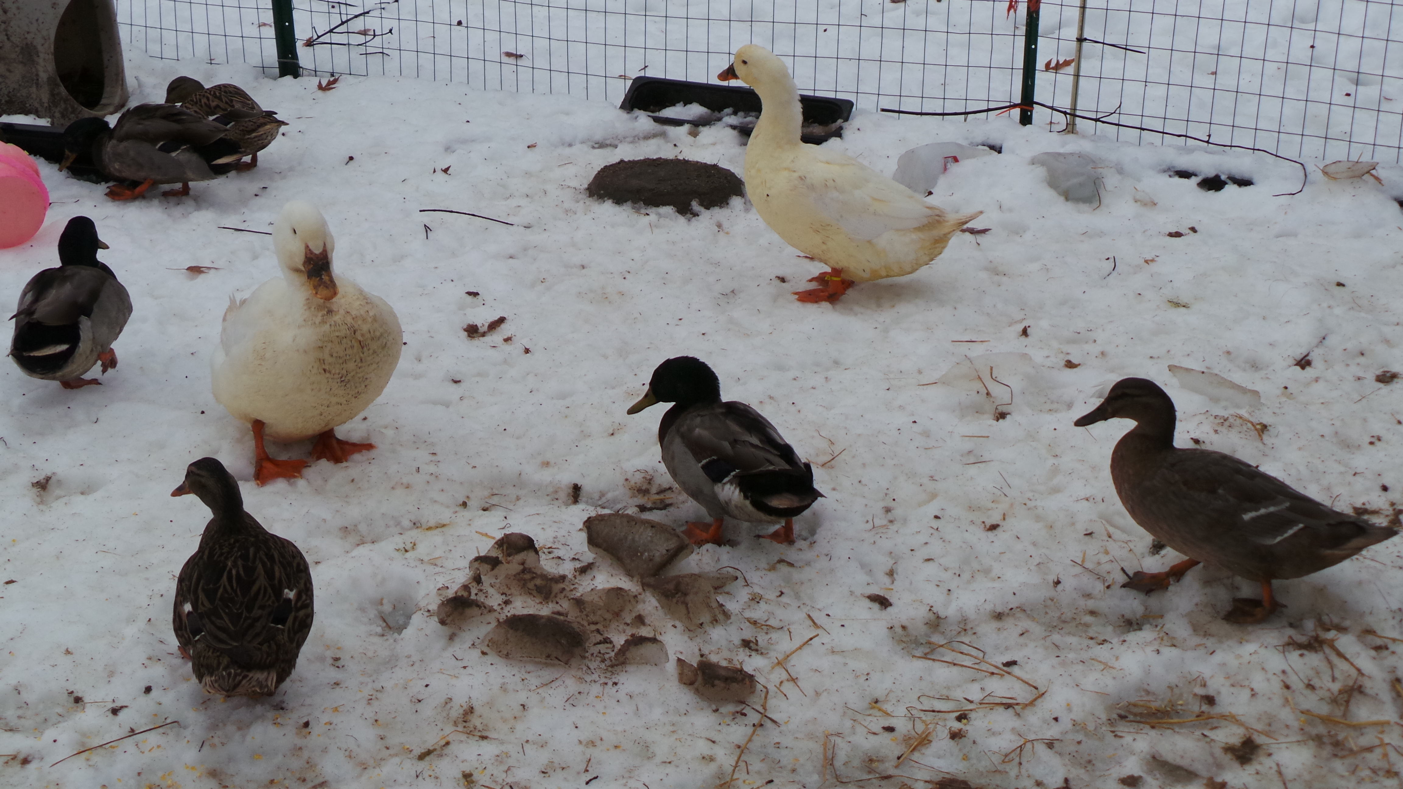The duck gang waitin for the pool to fill.
