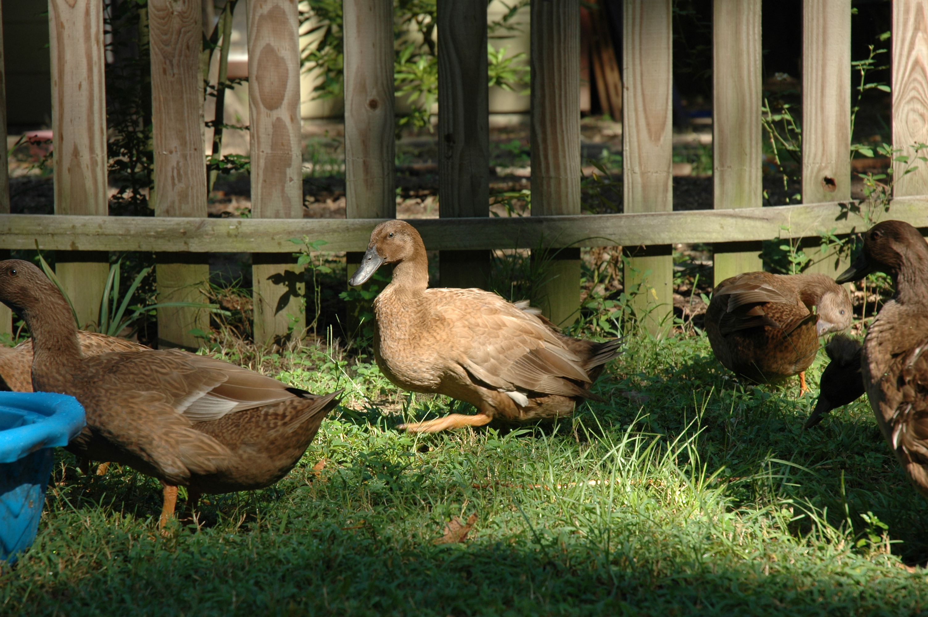 The duck in the center there is Jack when we still called him Jane.