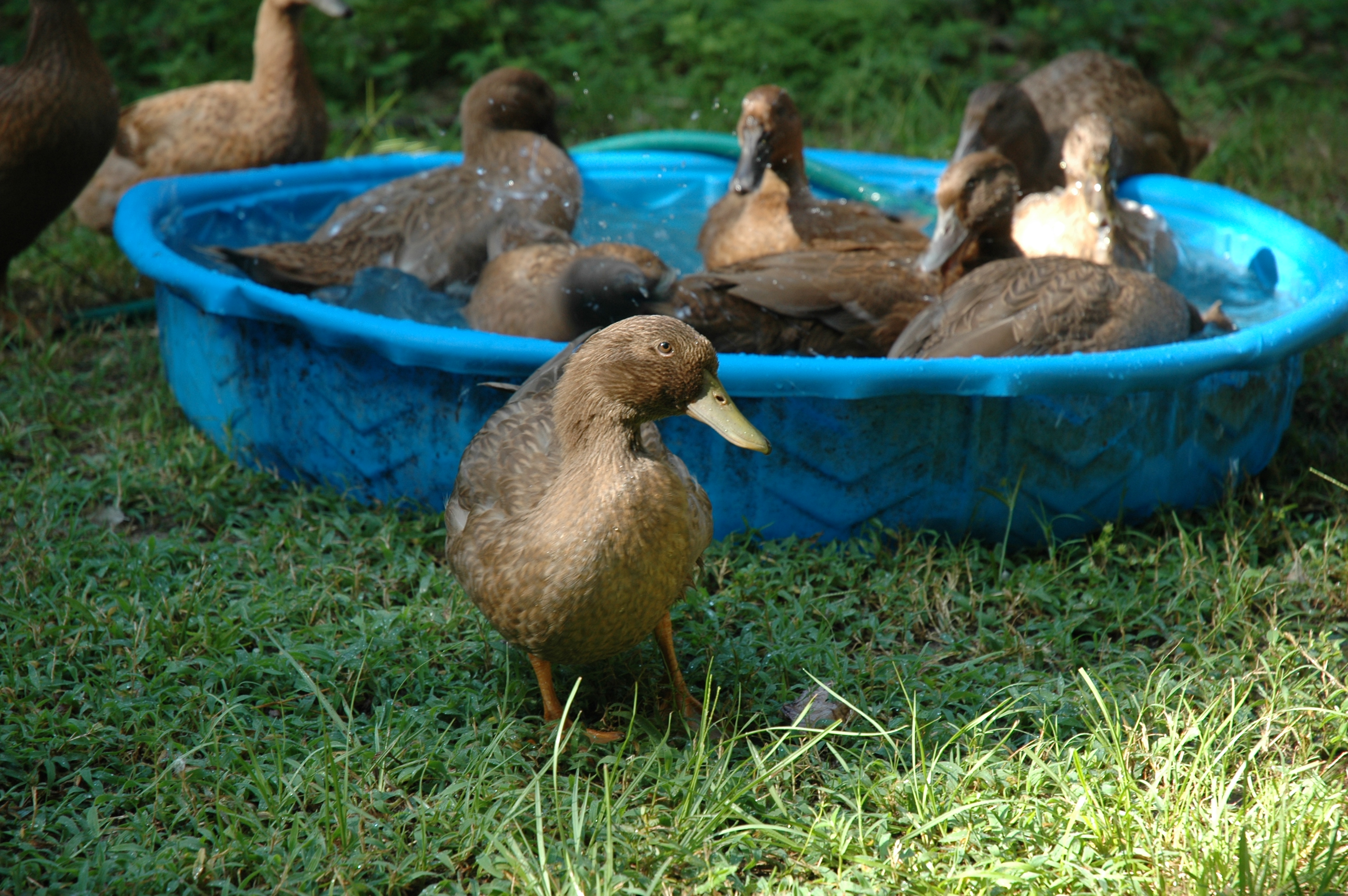 The duck in the foreground is Peep-peep.