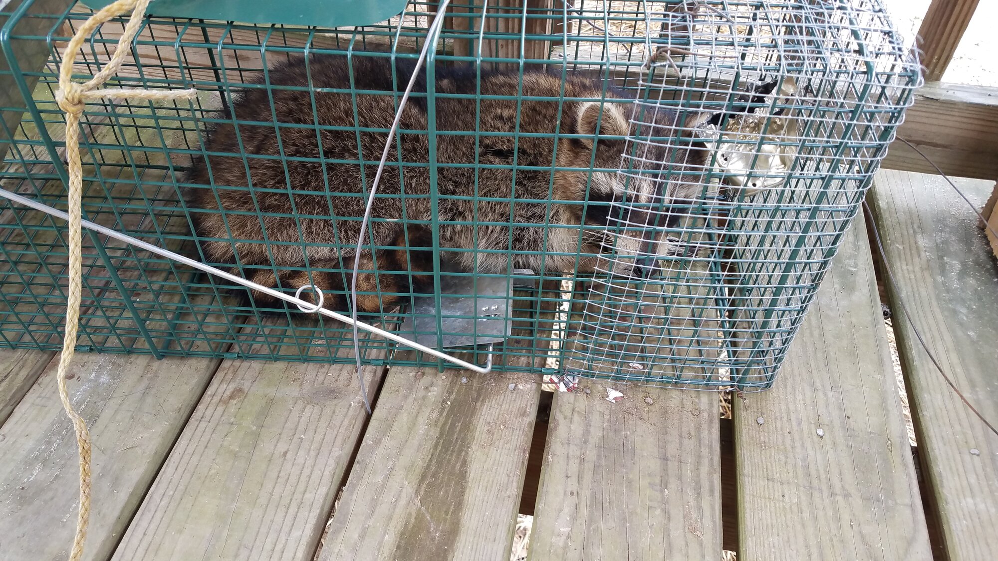The duck murderer in the trap.