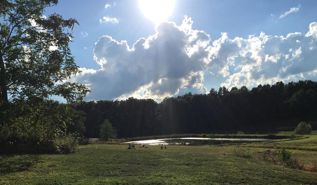 The Duck pond