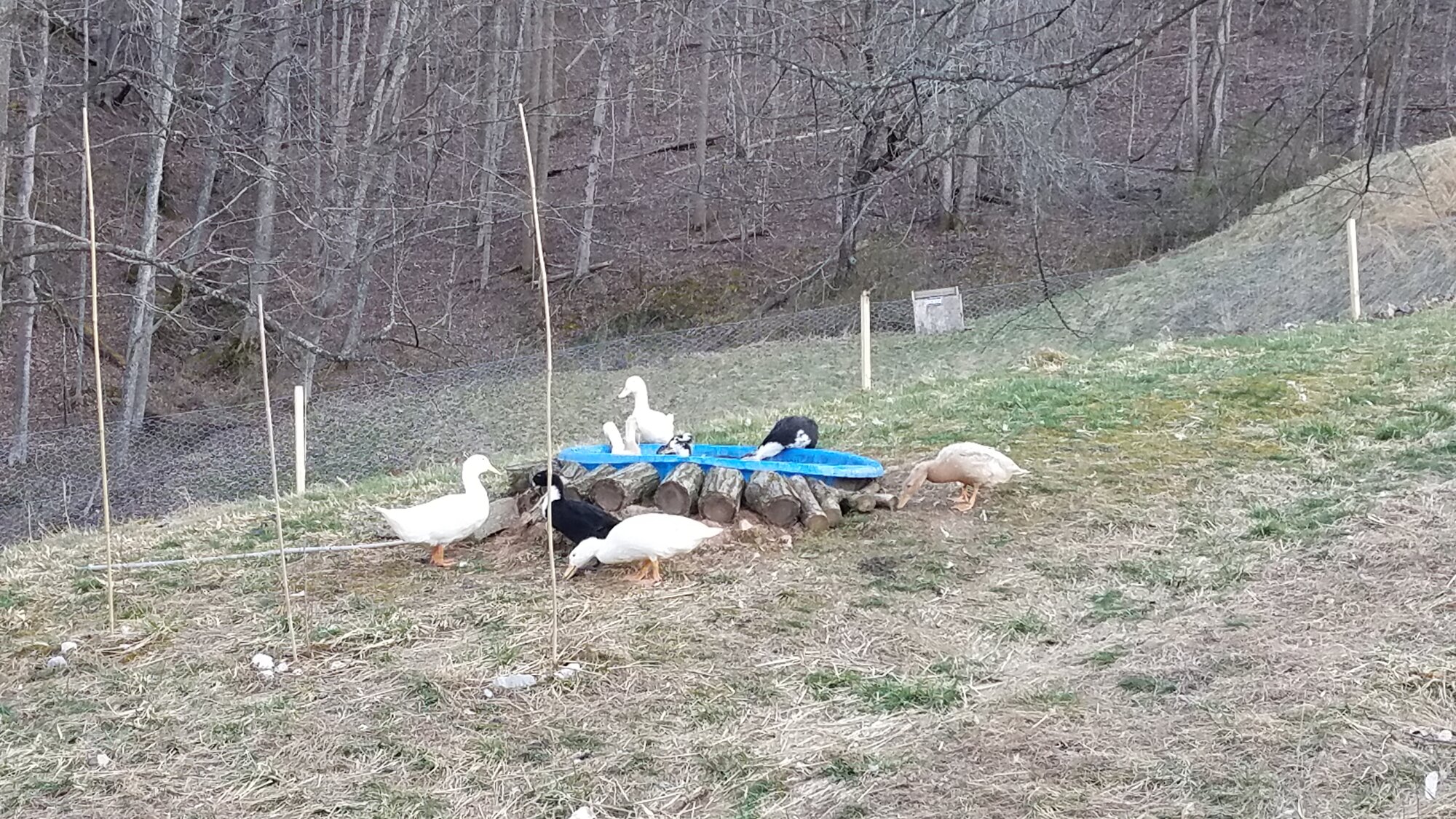 The ducklings have discovered the pool