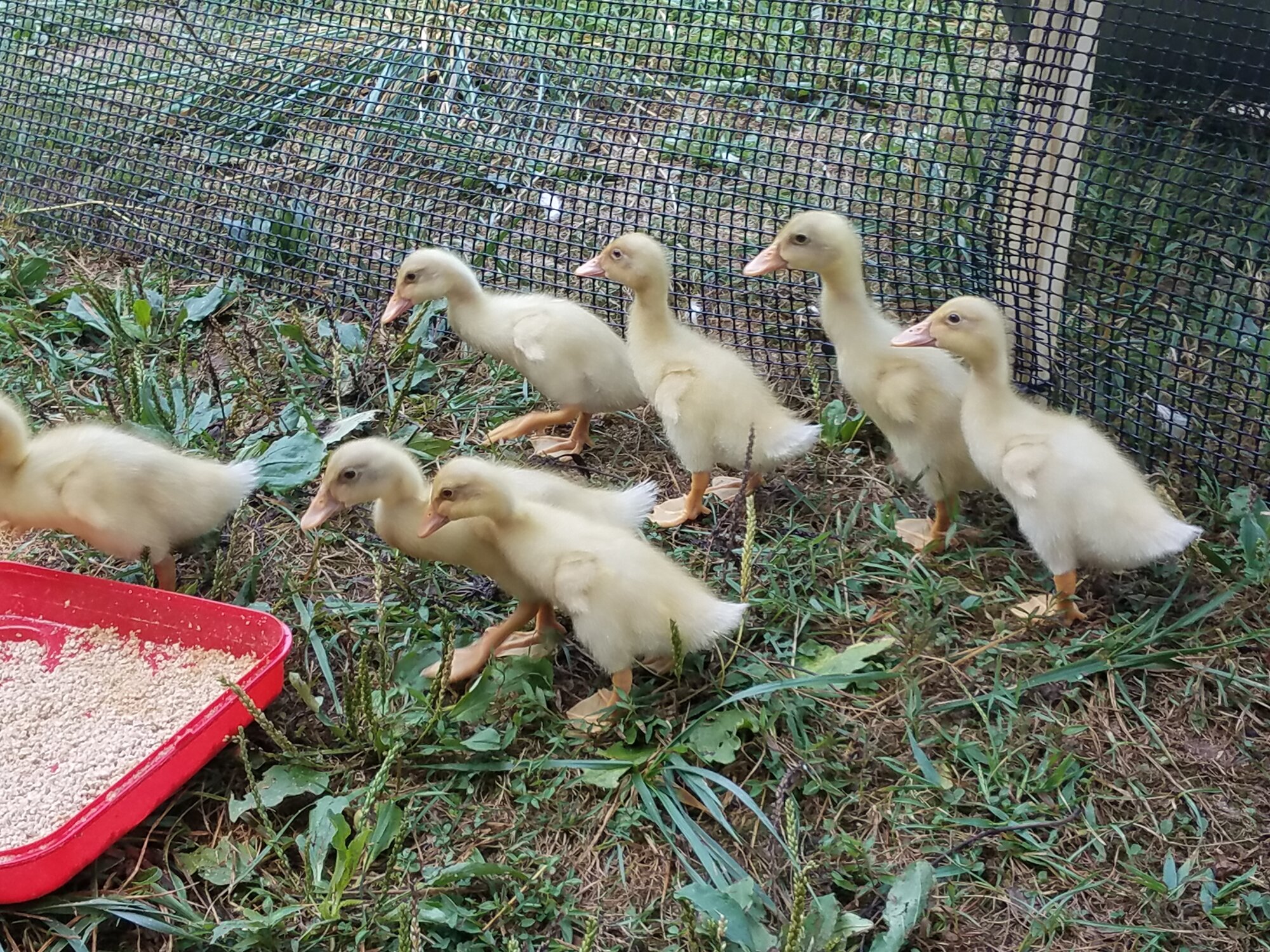 The ducklings have white tail feathers