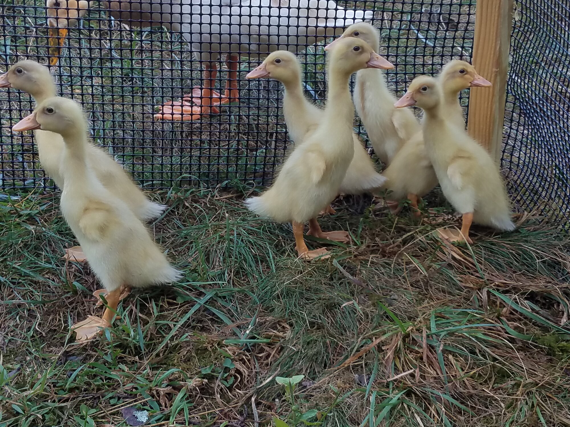 The ducklings have white tail feathers