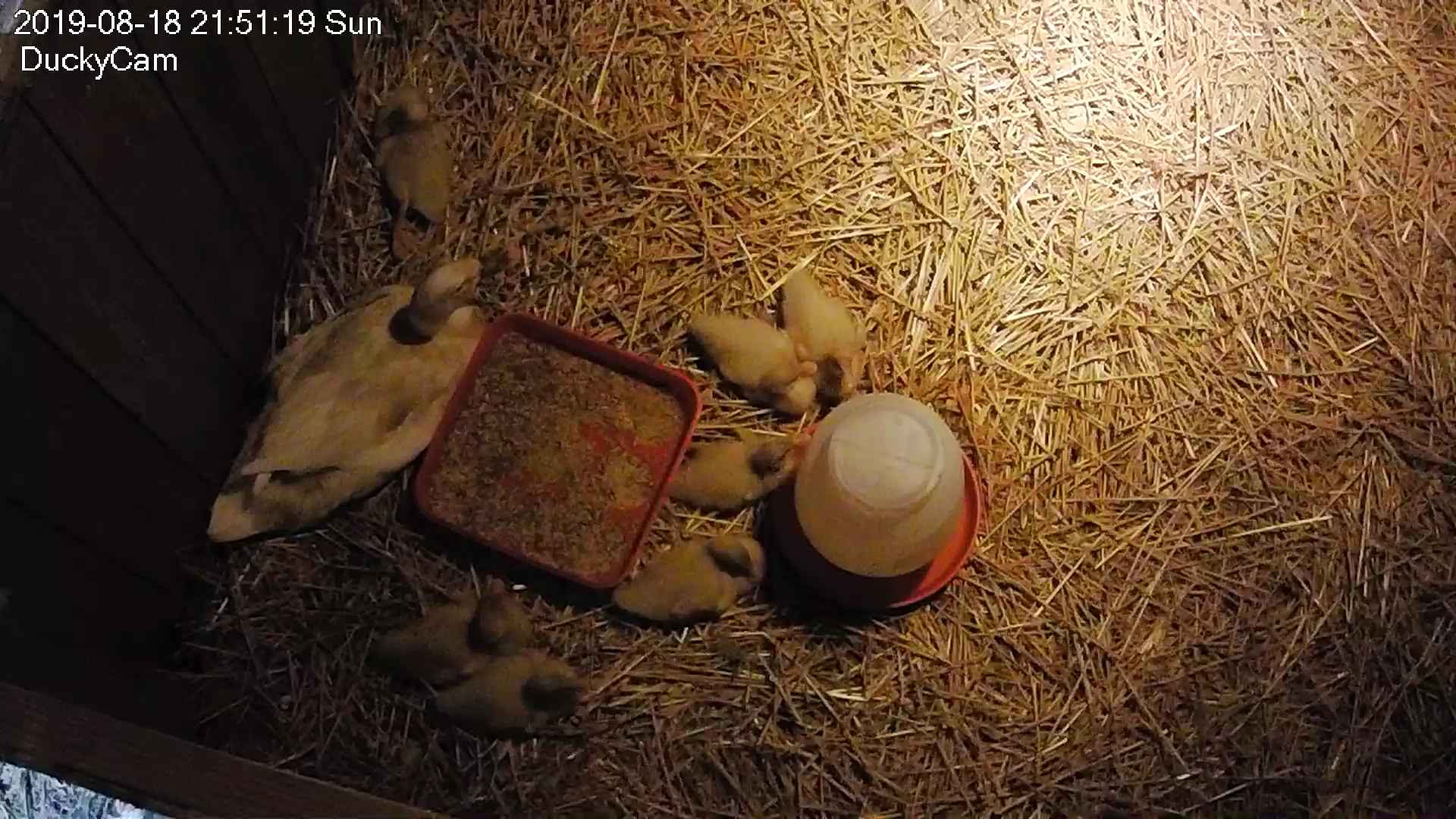 The ducklings no longer sleep under mom's wings… ;-(