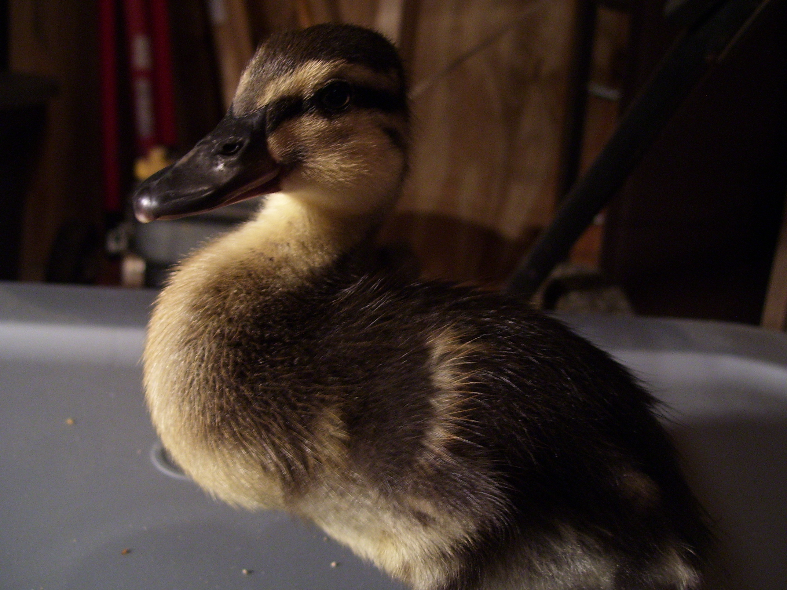The ducks are getting big, and it's only been a week.