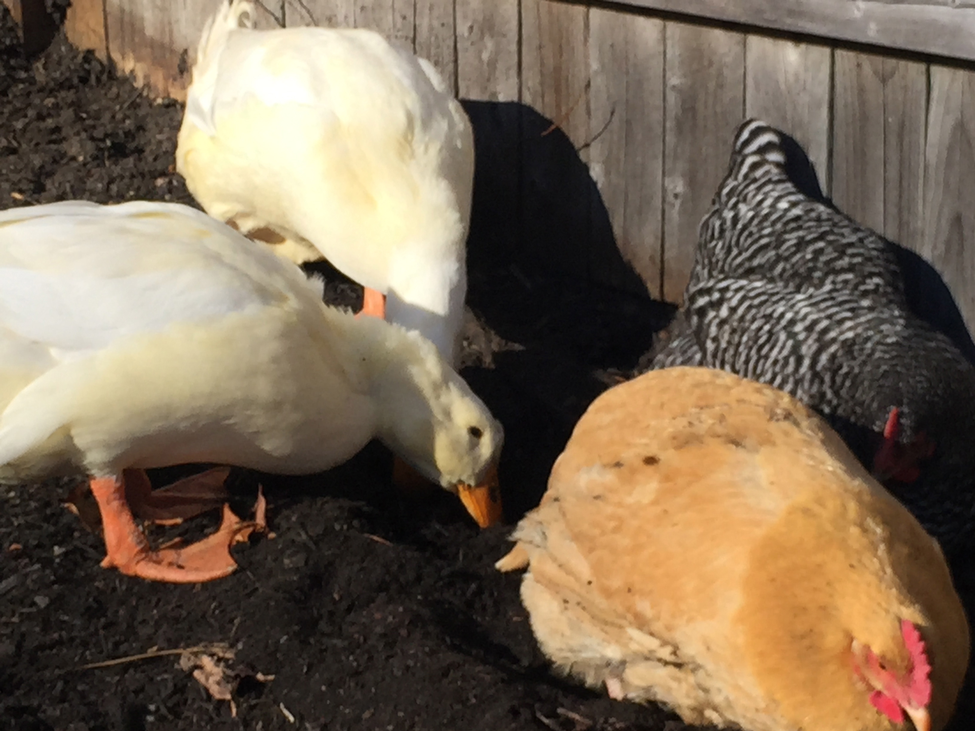 The ducks are jerks- they wait until the chickens have a good dust bath going, then root around in the loose dirt under them.